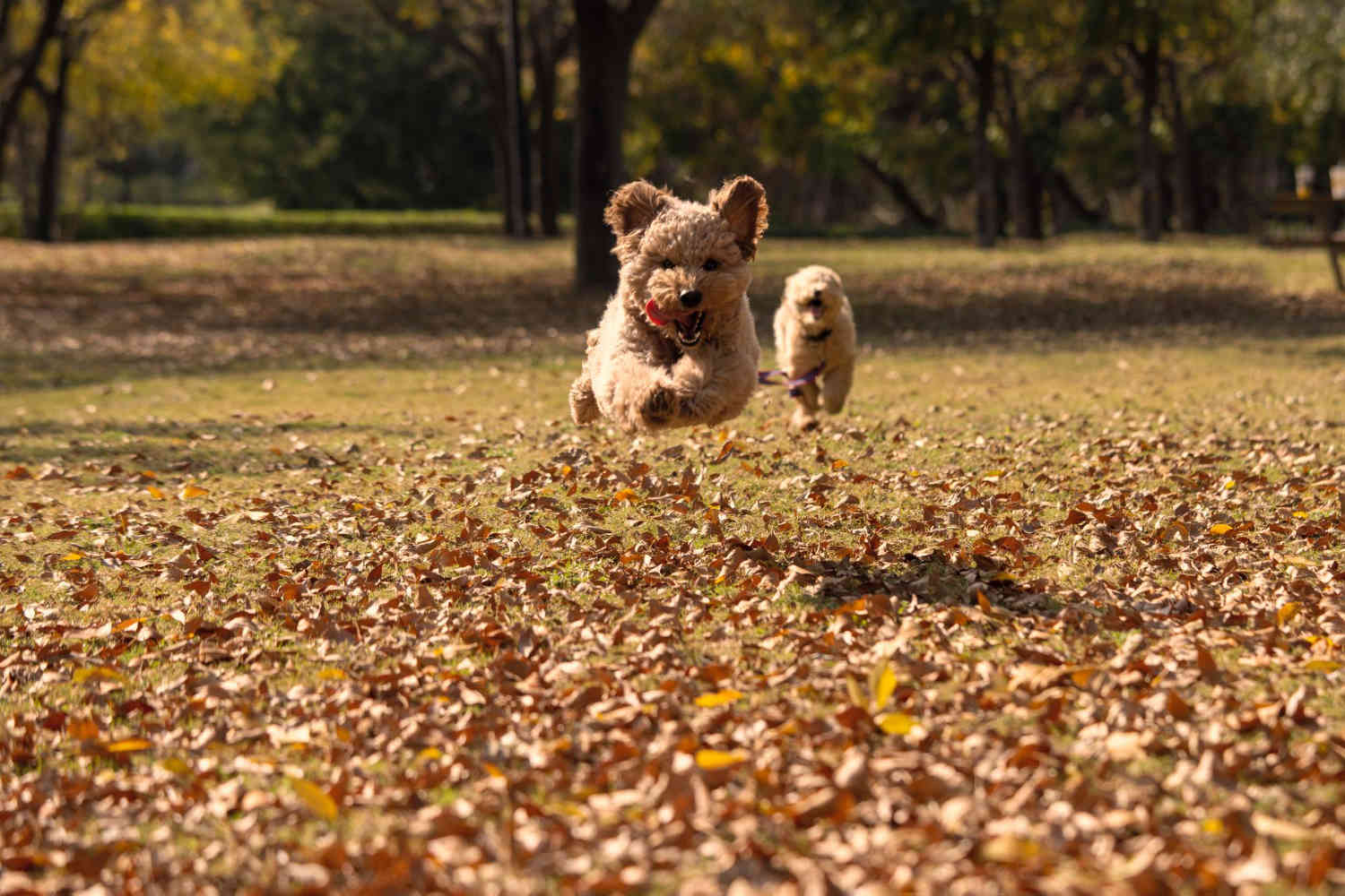 Finding the Perfect Time: When is the Best Age to Adopt a Goldendoodle Puppy?