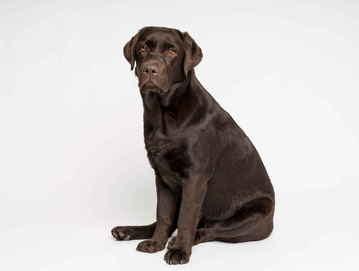 5 Tips to Safely and Respectfully Interact with Your Labrador Retriever: A Guide for Parents
