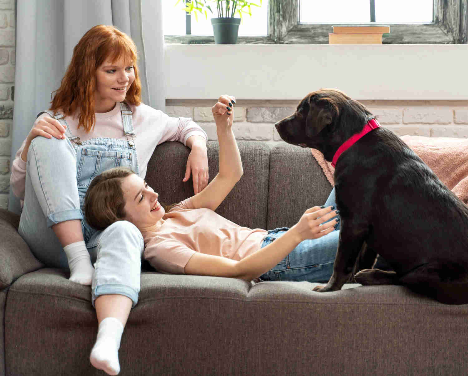 Grooming Your Labrador Retriever: Tips for Keeping Your Pet Calm and Comfortable