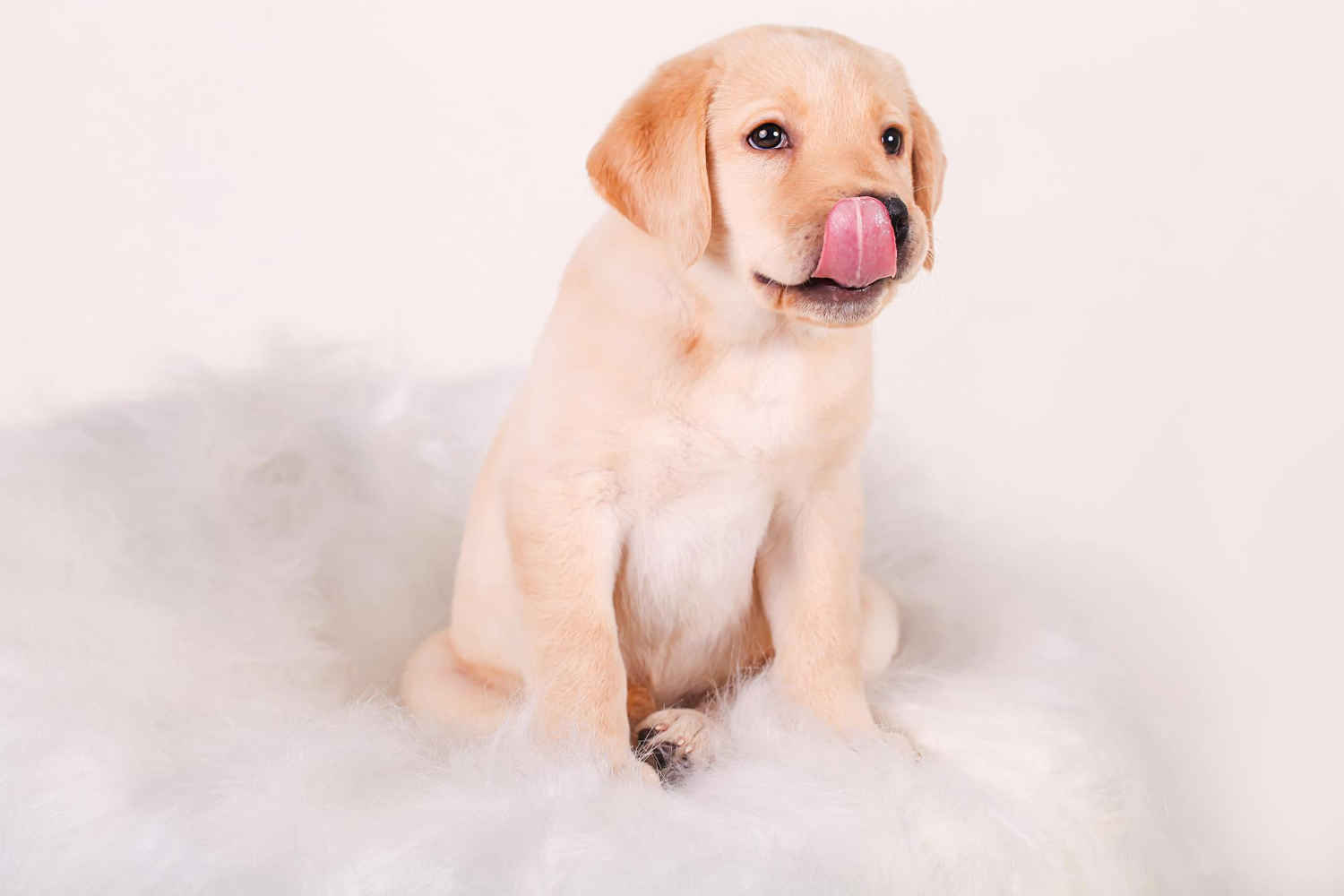 Labrador Retriever Training: Tips for Raising a Well-Behaved Family Dog Around Kids