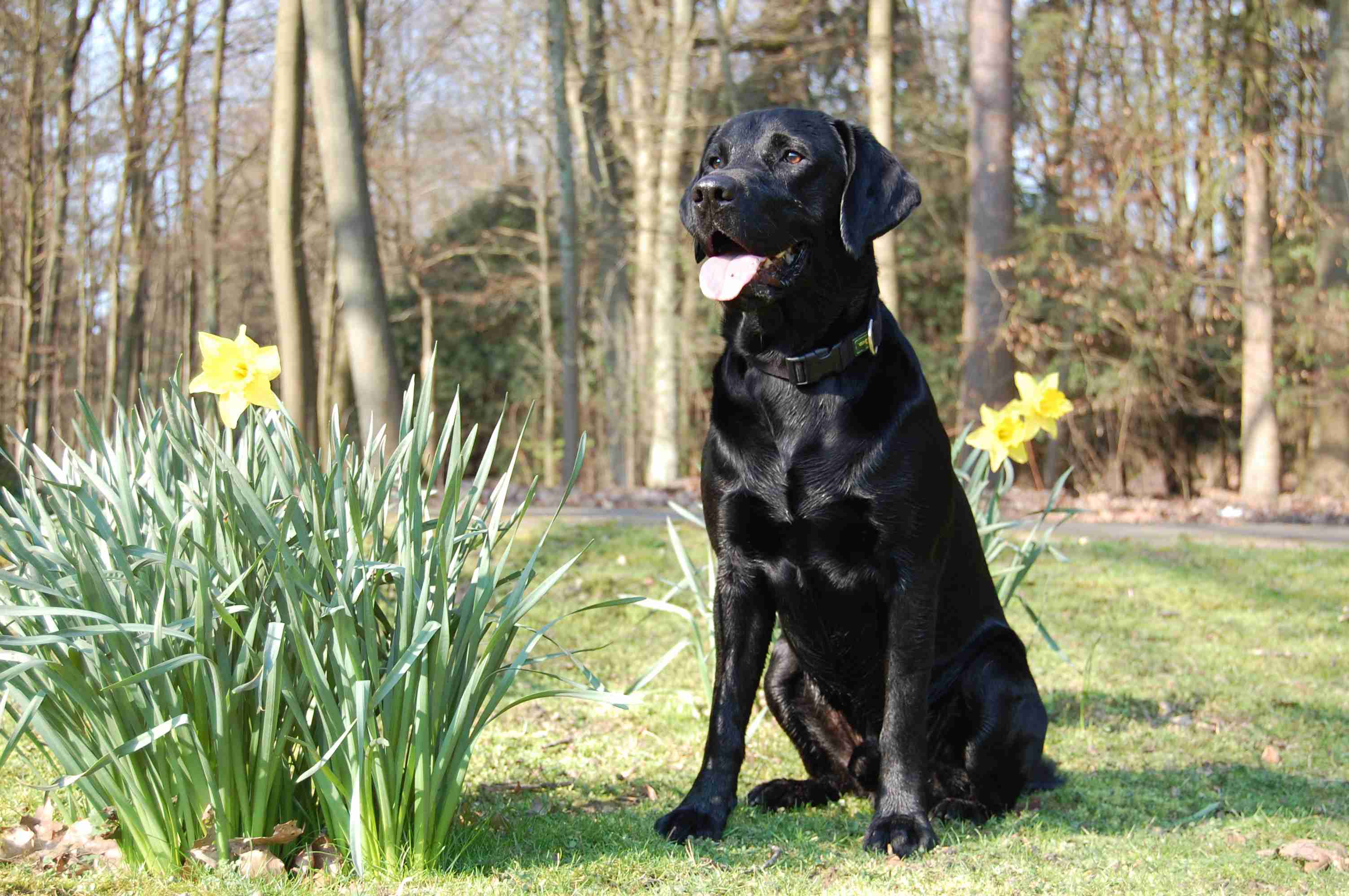 Top Tips for Maintaining a Healthy Nervous System in Your Labrador Retriever