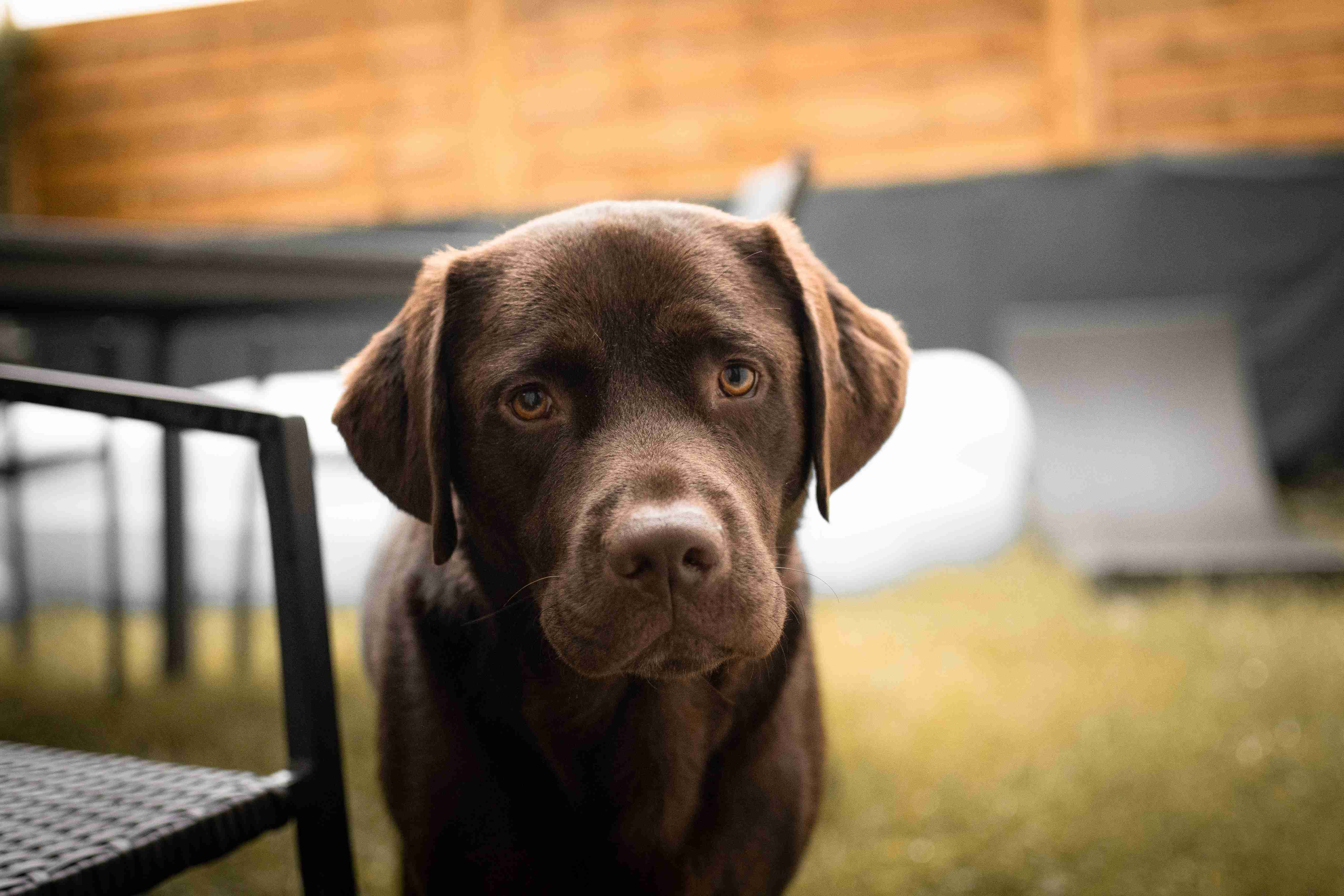 Labrador Retriever Grooming: A Guide to Choosing the Right Products for Your Pet's Specific Needs