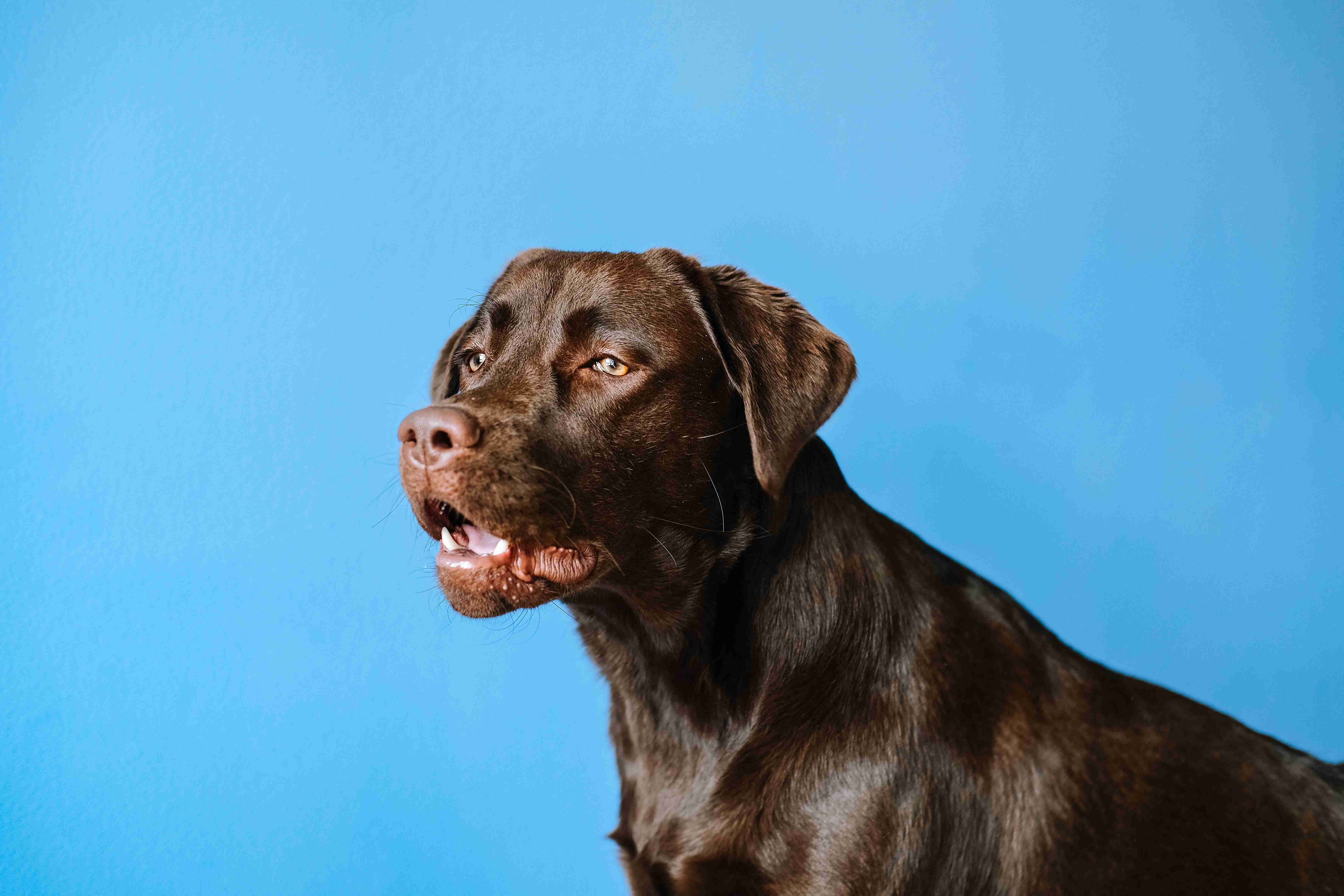 5 Tips for Maintaining a Shiny and Healthy Coat for Your Labrador Retriever