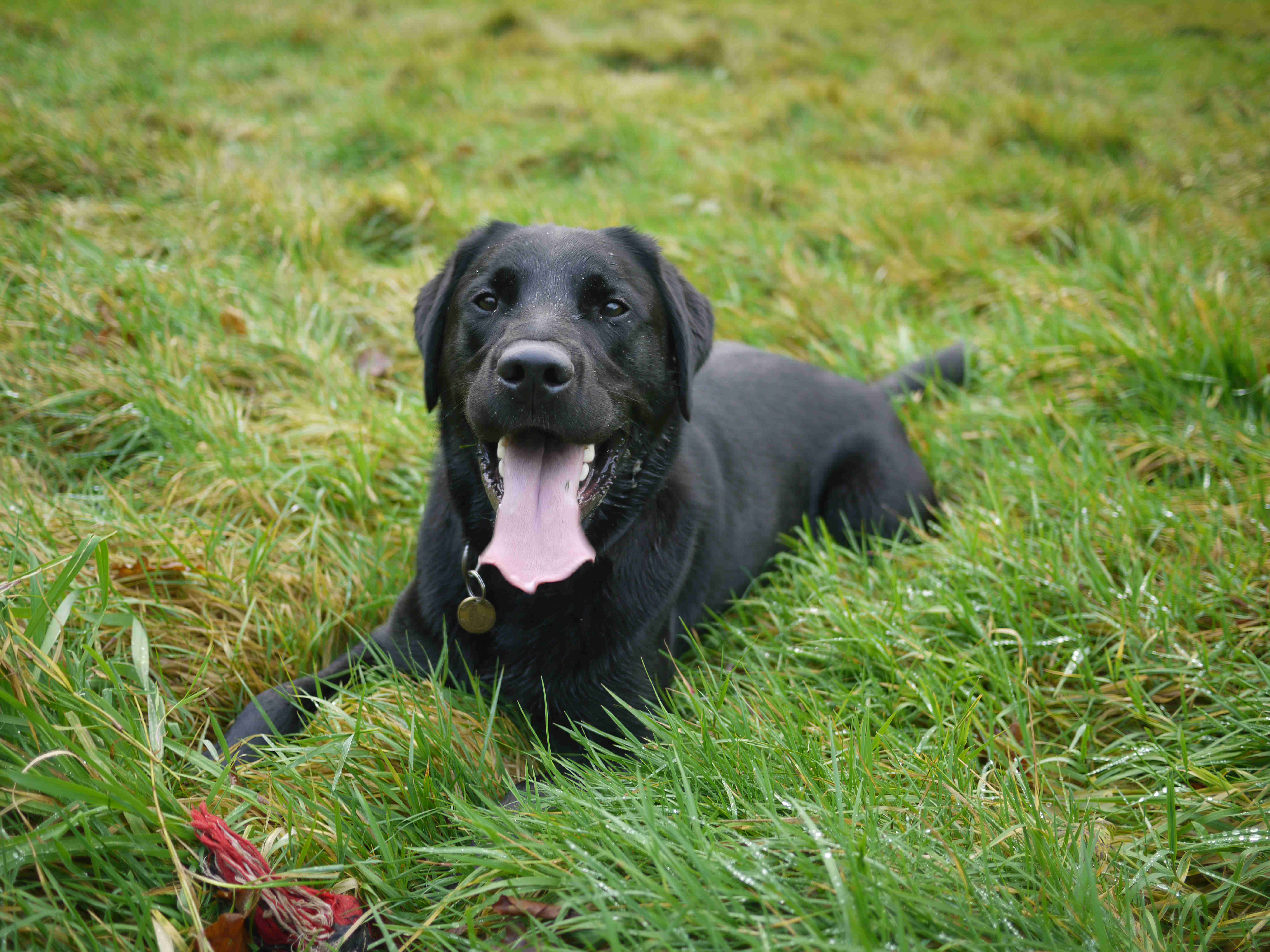 Breeding Labrador Retrievers: Understanding the Legal Requirements