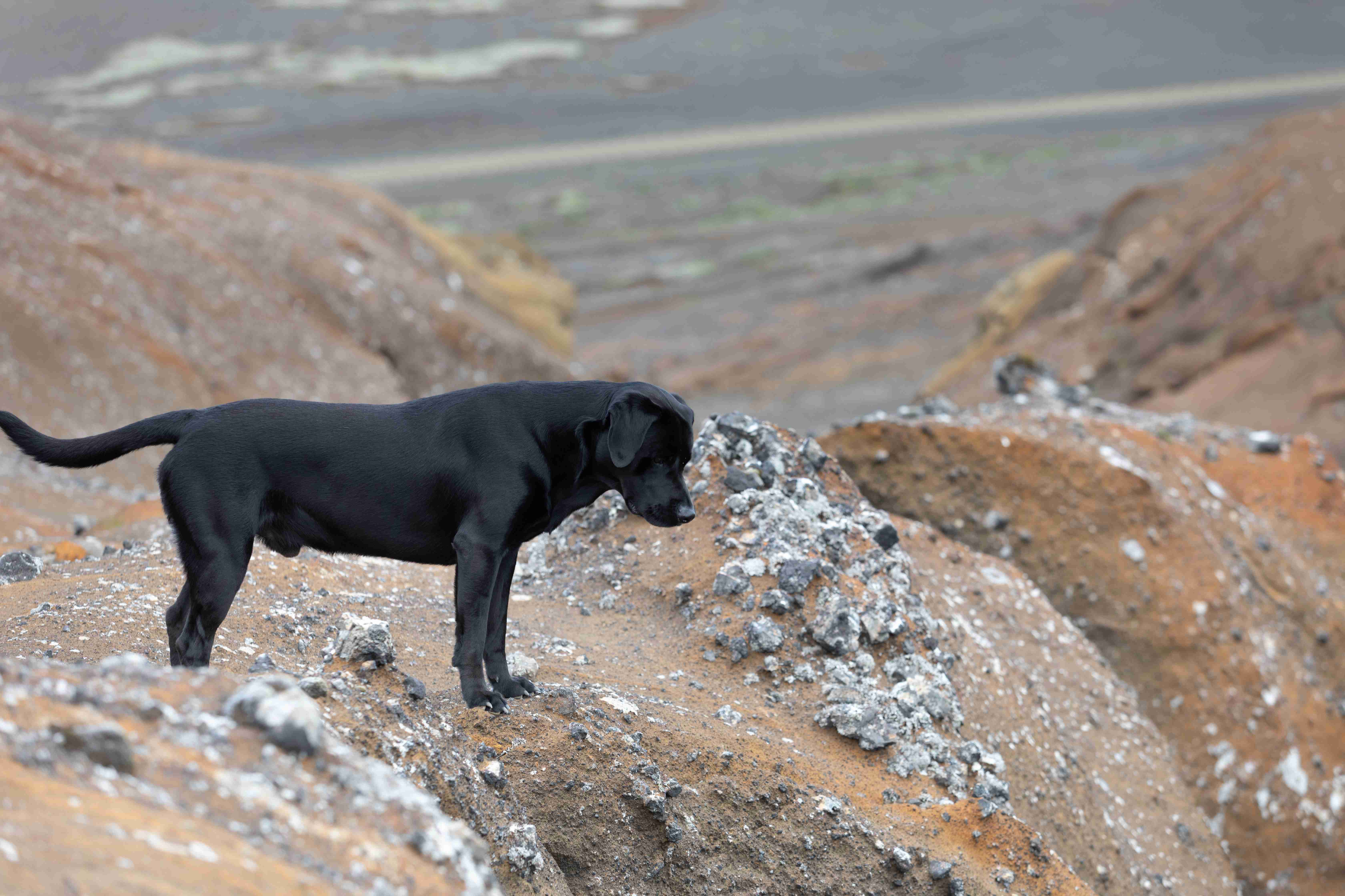 Unpacking the Significance of Genetic Diversity in Labrador Retriever Breeding Programs