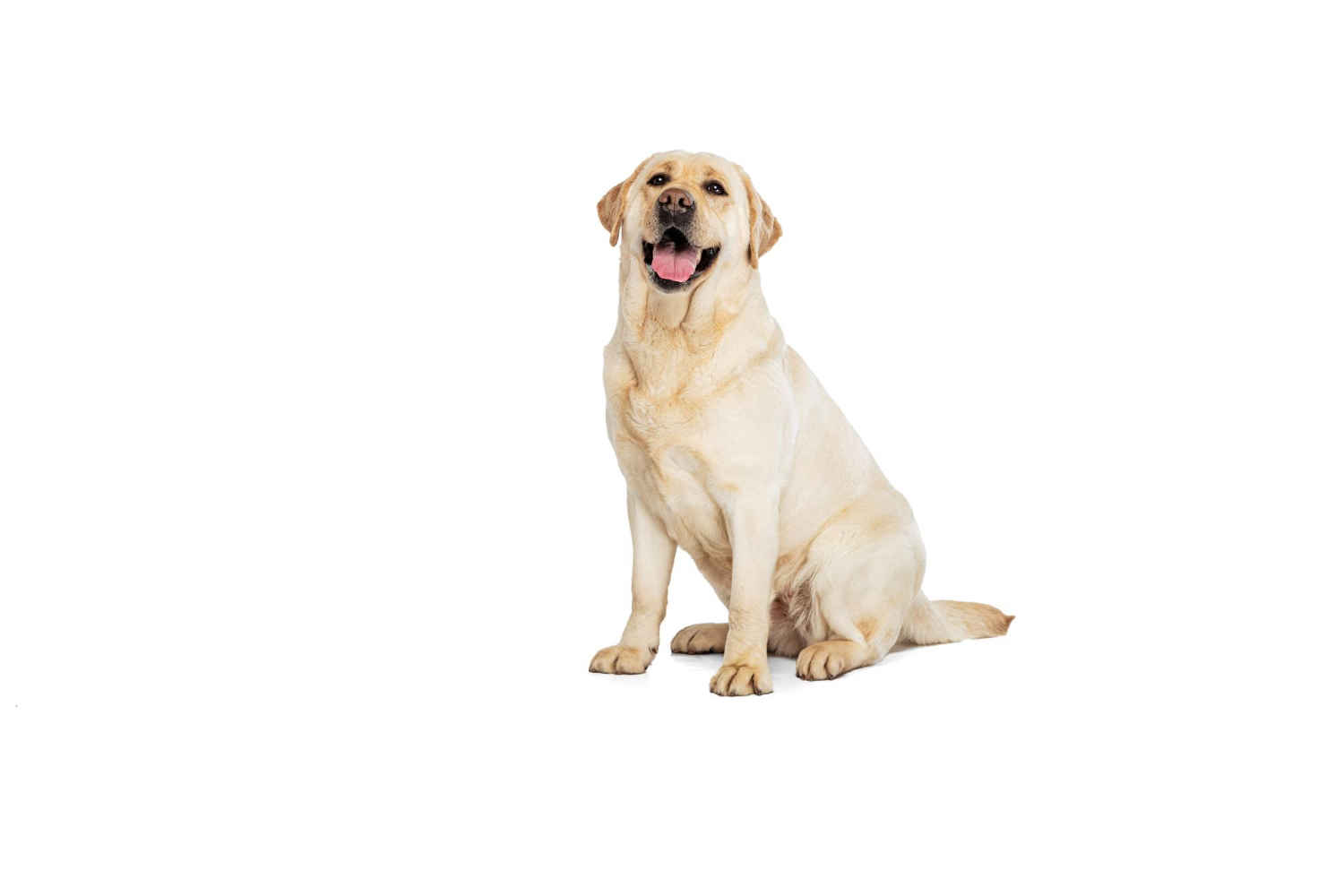 5 Clear Indicators Your Labrador Retriever Requires the Expertise of a Professional Groomer