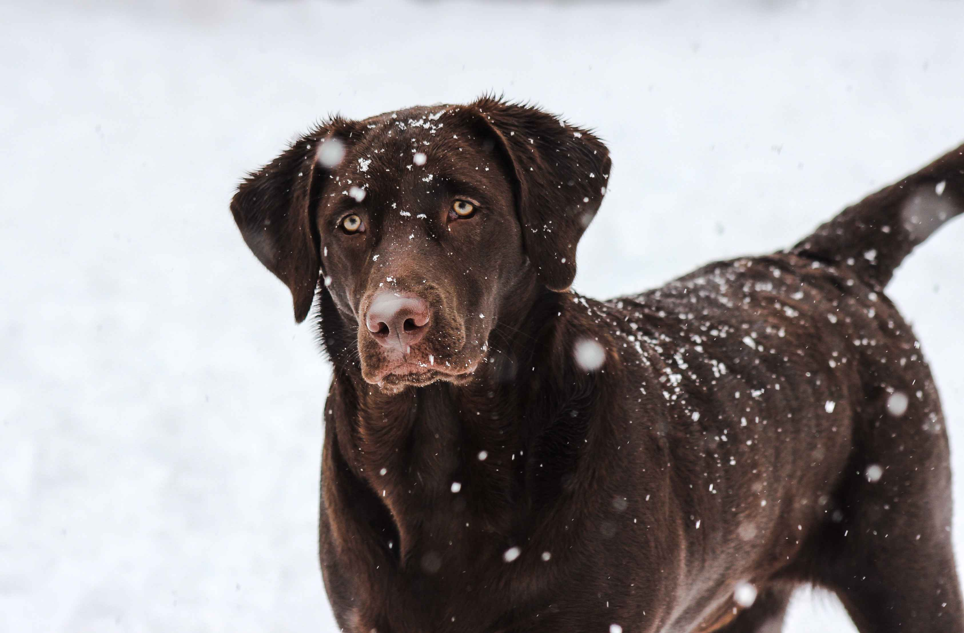 Labrador Retriever Anxiety: 10 Signs to Watch For