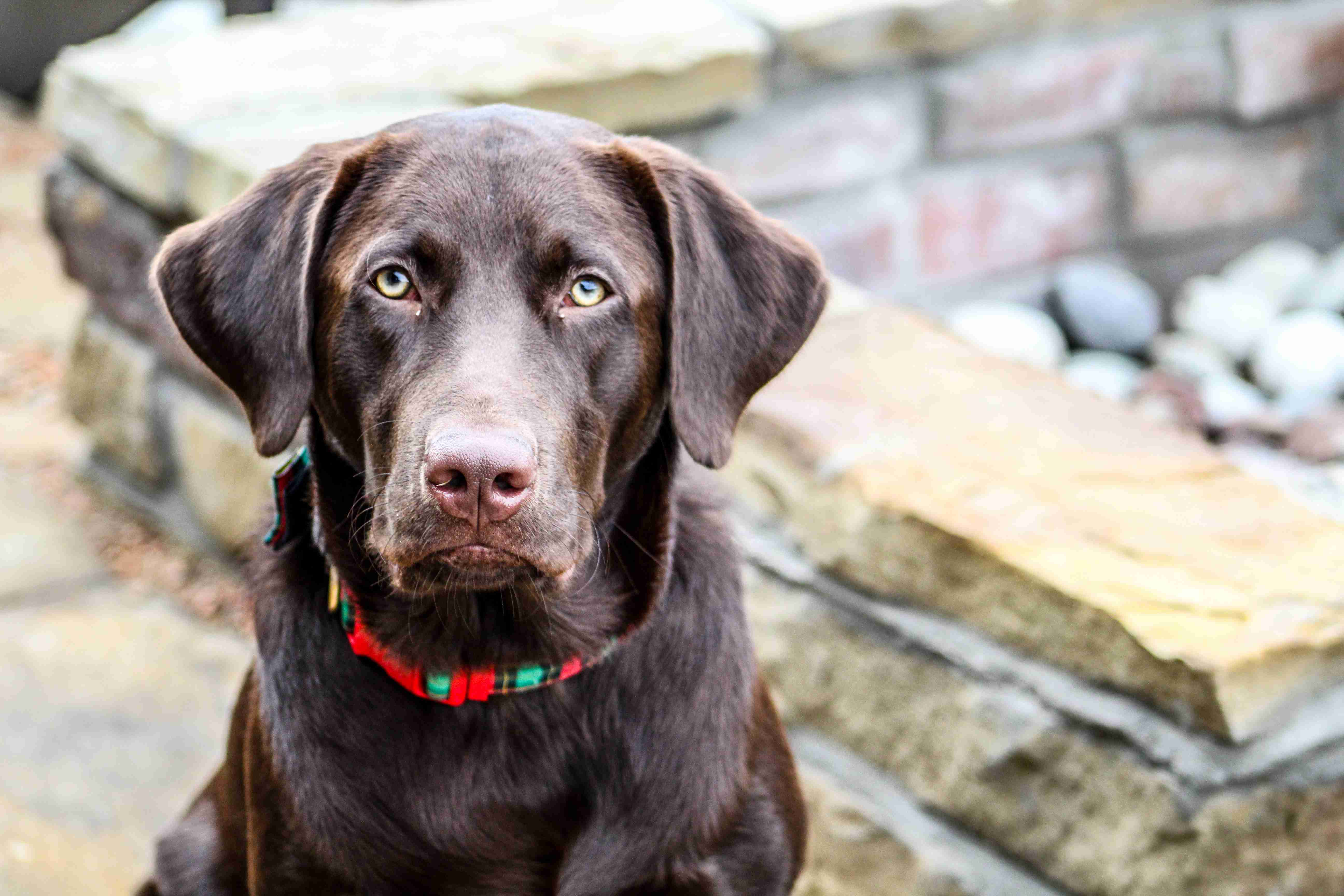 5 Tips for Maintaining a Friendly and Approachable Temperament in Your Labrador Retriever