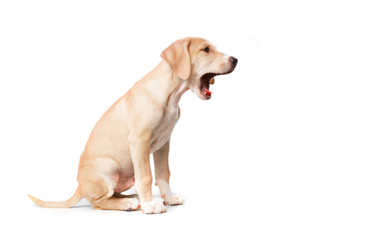 5 Warning Signs Your Labrador Retriever is Stressed Around Children