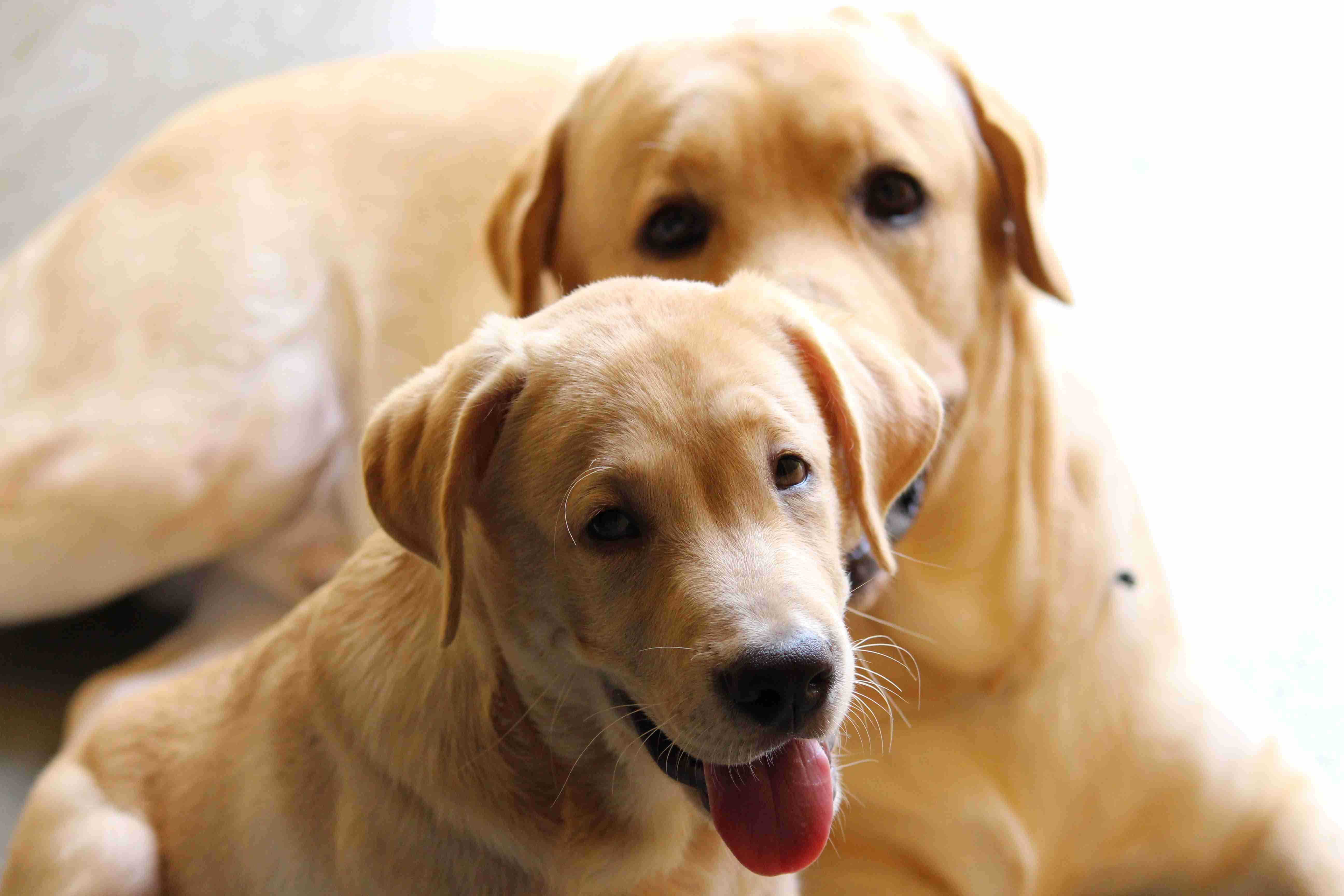 Labrador Retriever Health: A Guide to Identifying and Treating Respiratory Issues