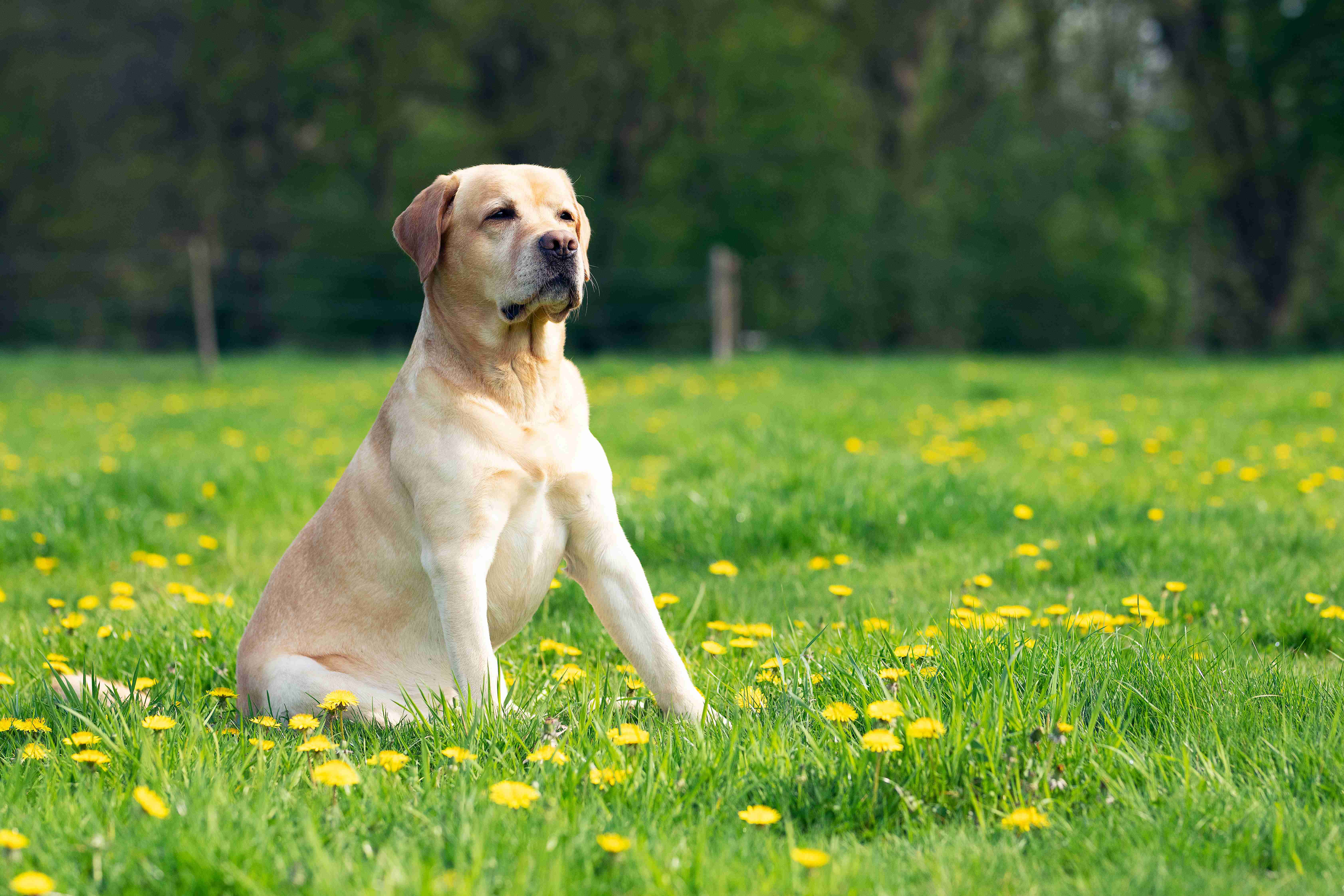 Labrador Retriever Allergies: How to Spot the Signs and Symptoms