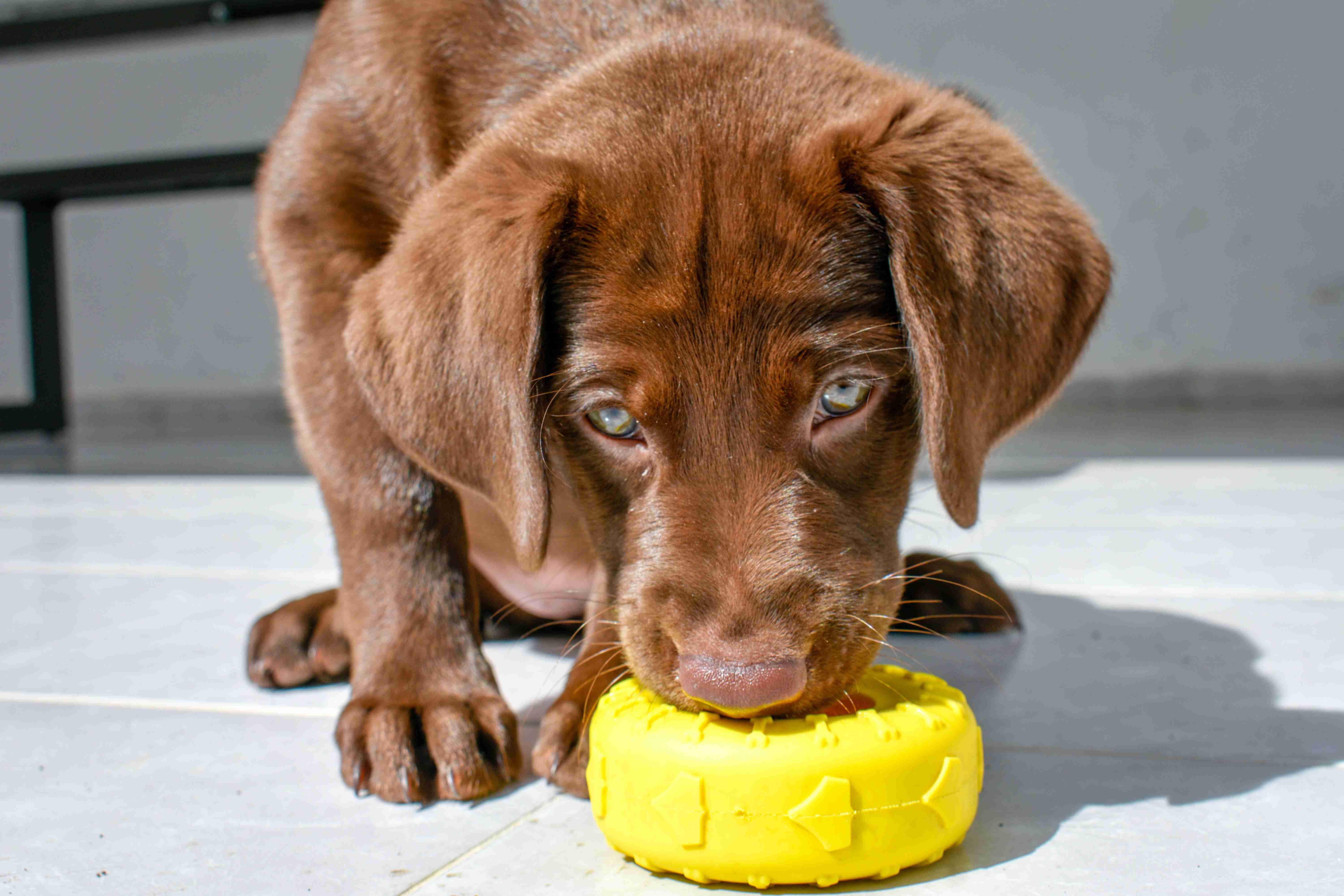 Labrador Retriever Dehydration: Signs and Symptoms to Watch For