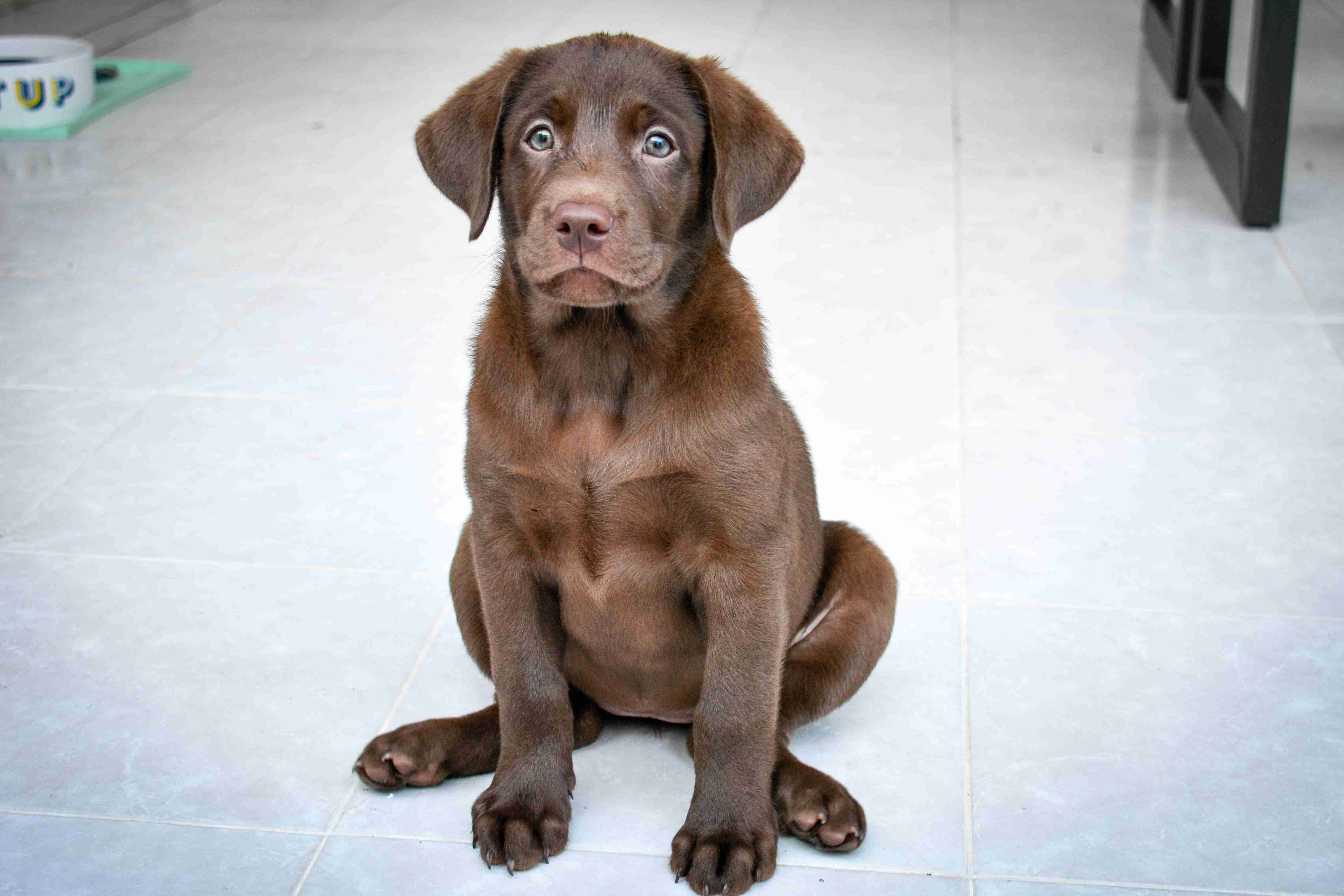 Reproductive Health Alert: 7 Signs Your Labrador Retriever May Have a Reproductive Issue