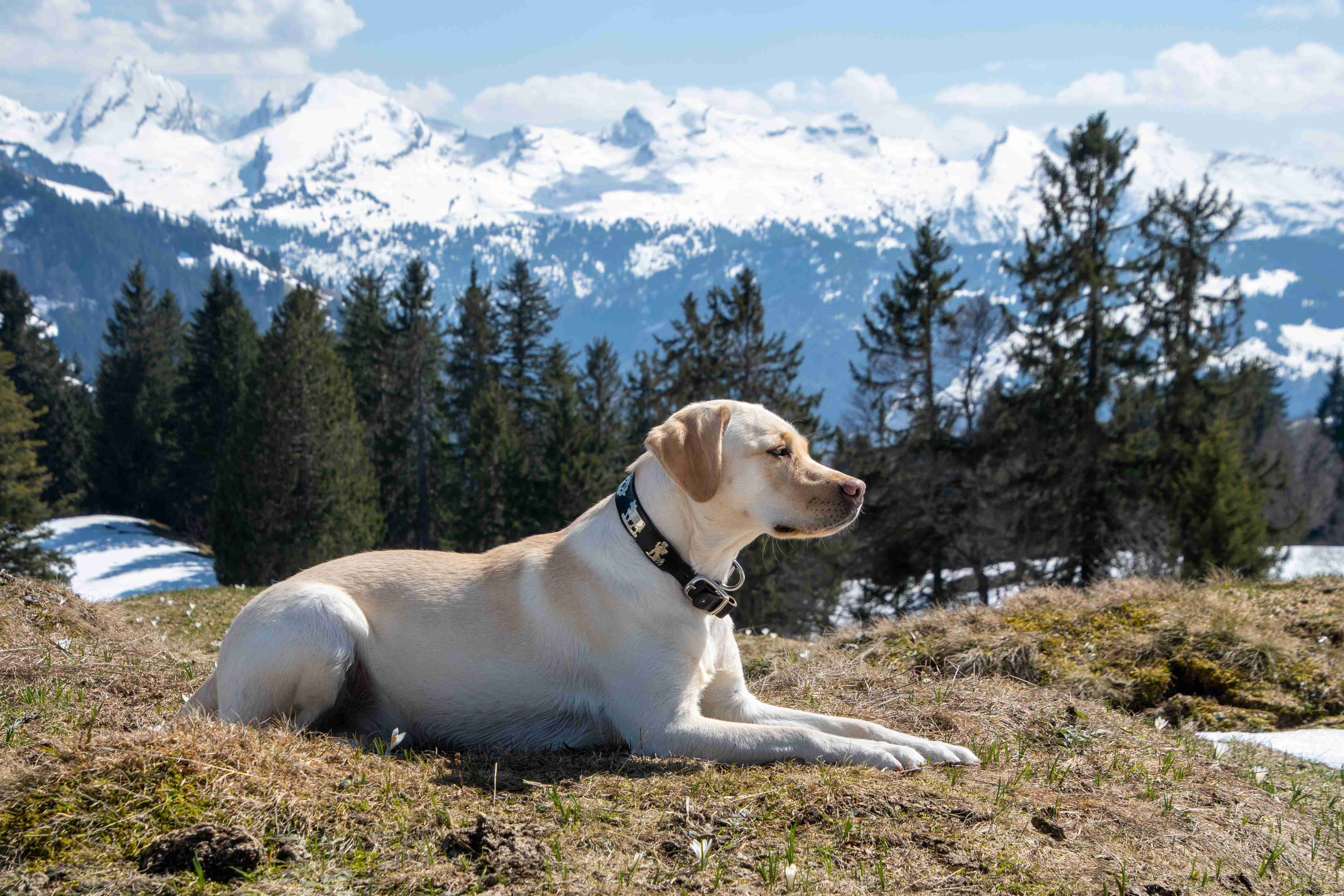 Bone Health for Labs: Tips to Keep Your Labrador Retriever's Bones Strong and Healthy