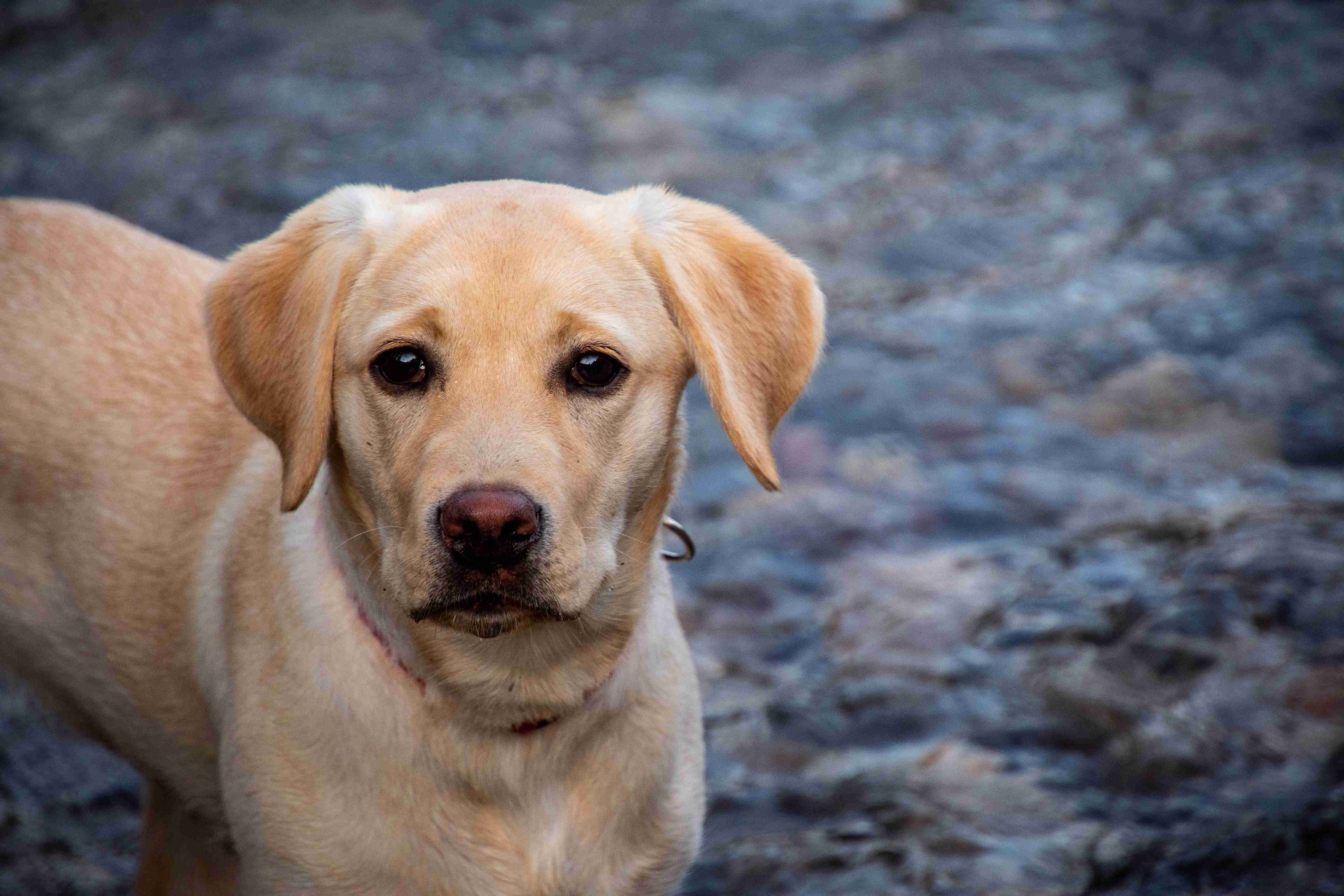 The Significance of Hip and Elbow Scoring in Labrador Retrievers: Why It Matters for Your Dog's Health