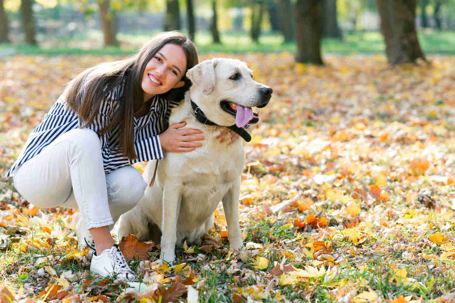 Labrador Retriever GI Health: Tips for Identifying and Treating Digestive Issues