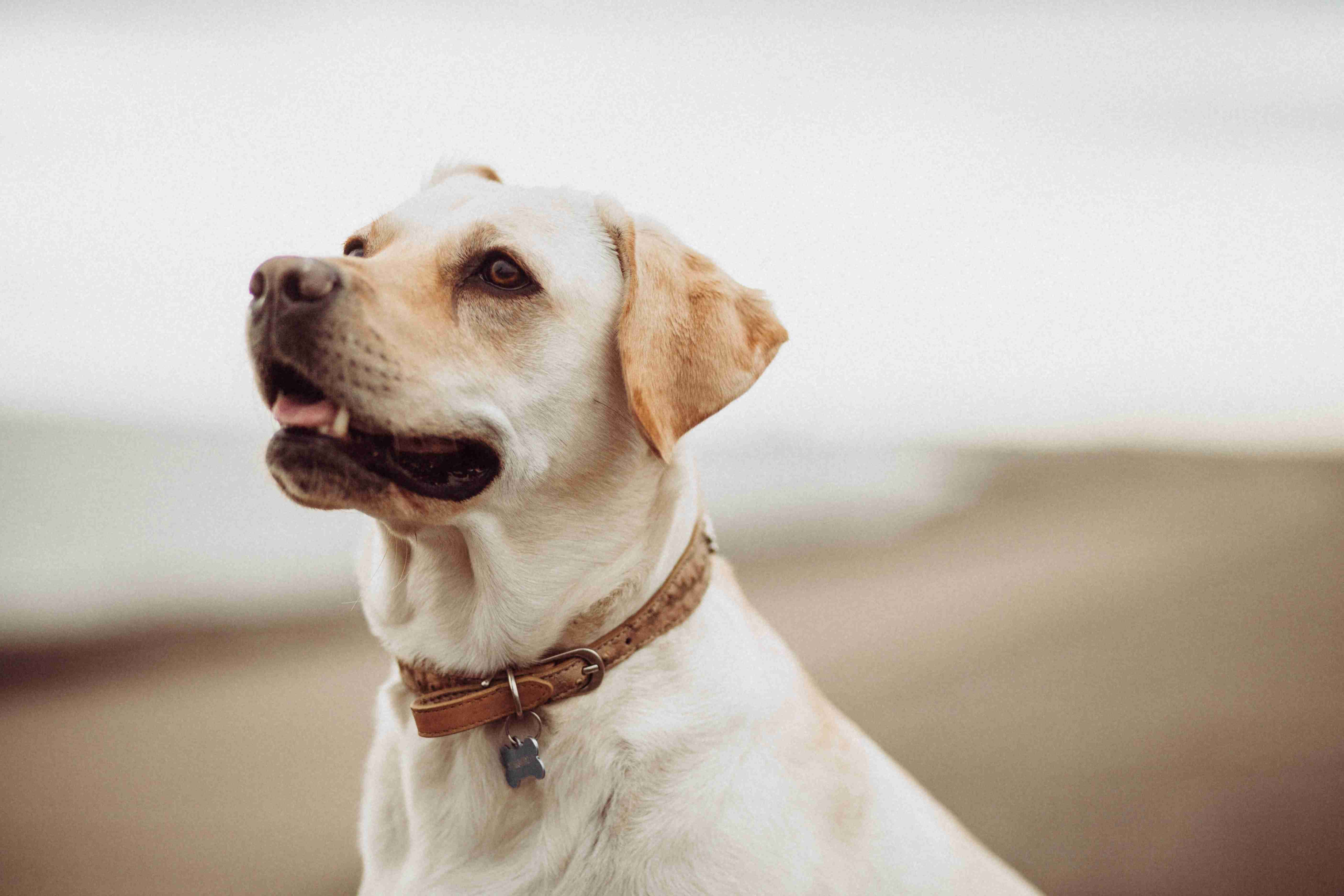 Labrador Retriever Nutrition: How to Choose the Best Commercial Dog Food