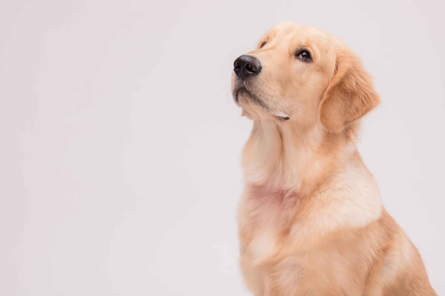 Is Your Labrador Retriever Suffering from Food Allergies? Here’s How to Tell
