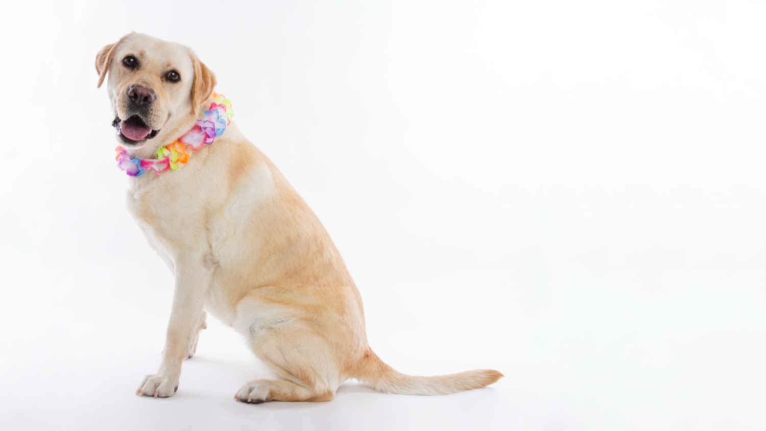 Labrador Retriever Behavioral Issues: Tips for Recognition and Management
