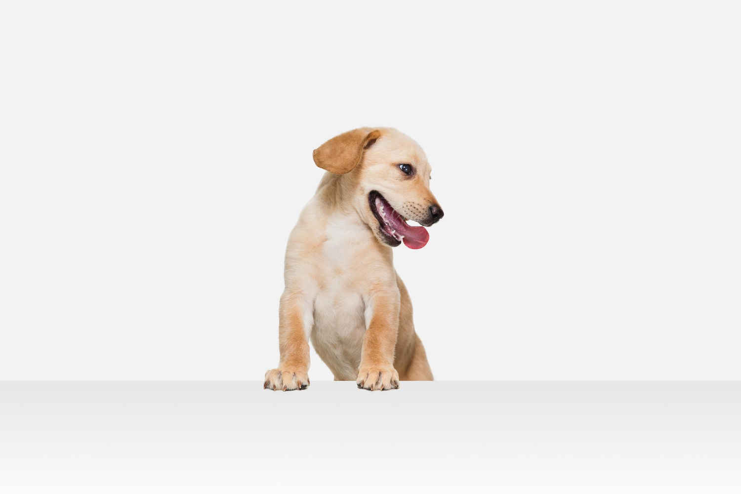 Top 5 Ways to Identify a Reputable Labrador Retriever Breeder: A Guide for Potential Buyers