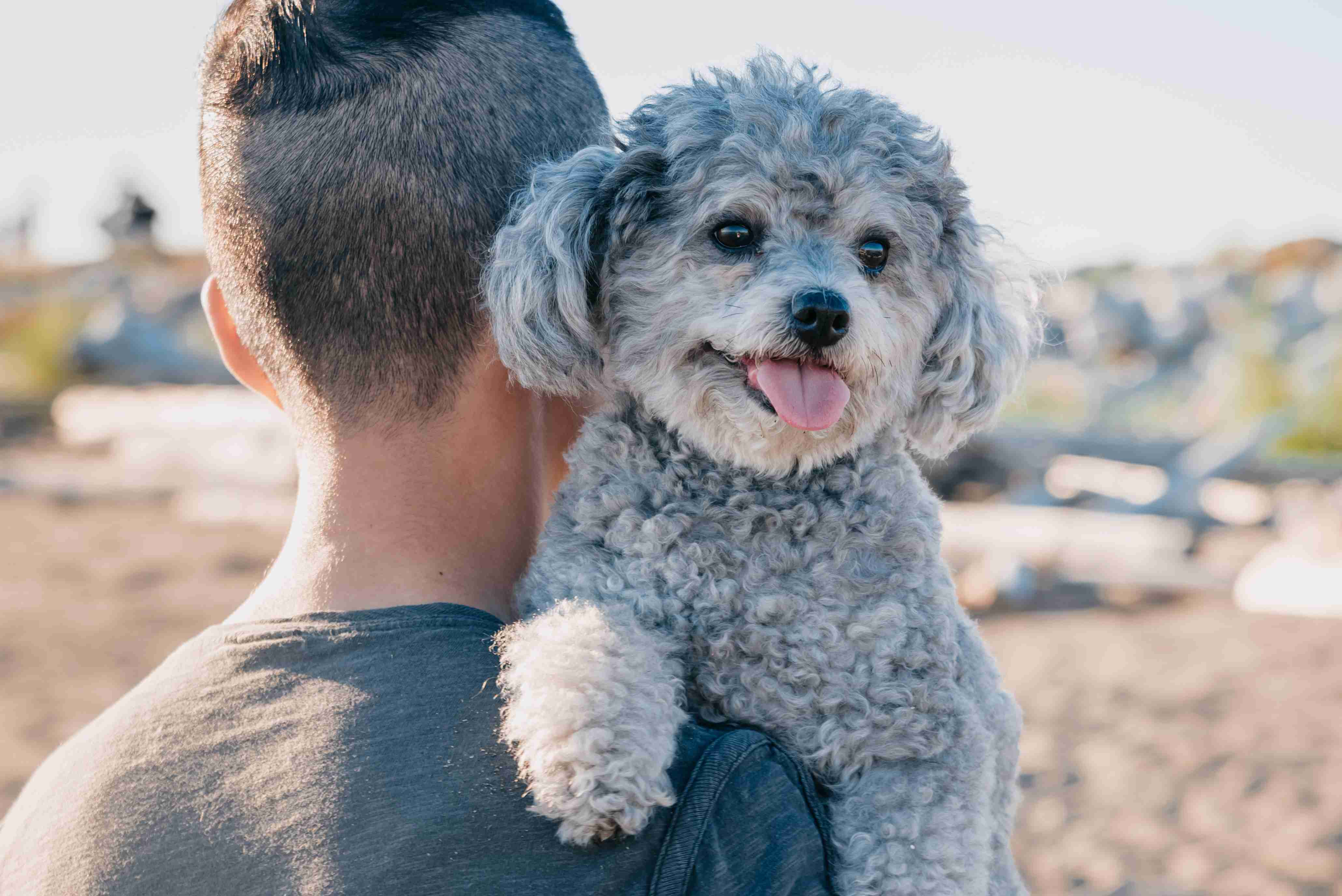 How do you introduce your Poodle puppy to new people and visitors?