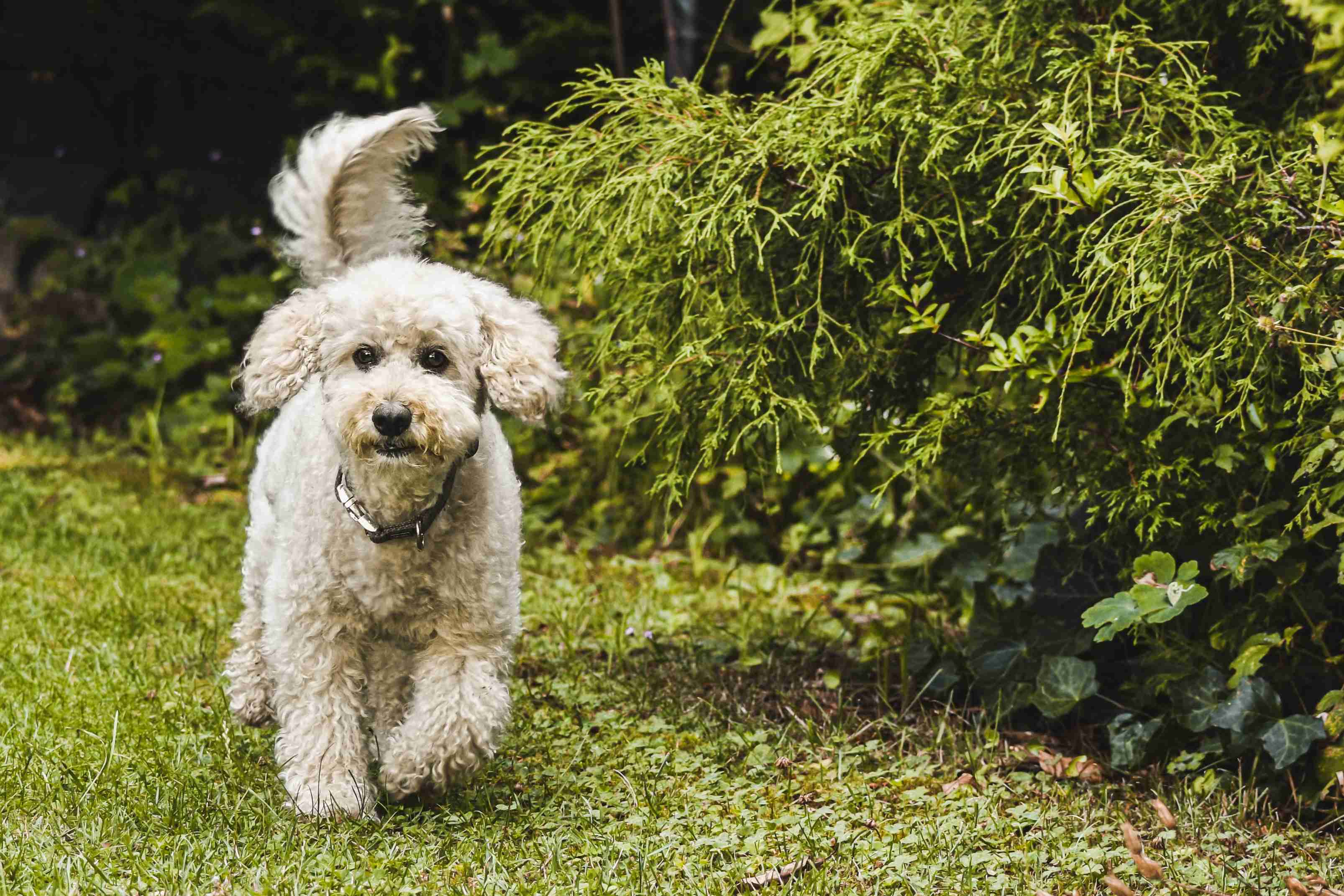 Did you have any concerns about your Poodle puppy's interaction with other dogs at the park?