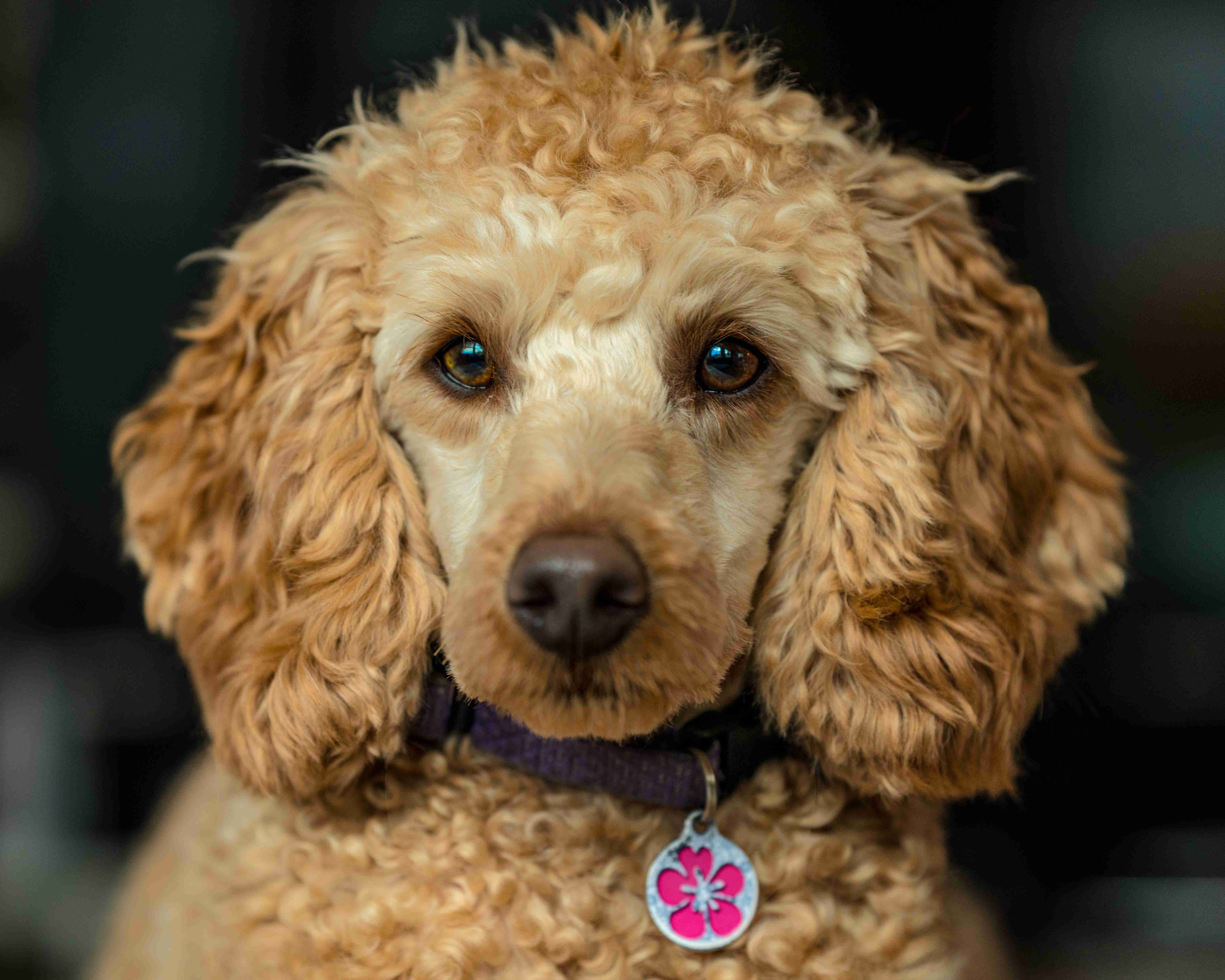 How can you ensure that your Poodle puppy feels safe and comfortable in their new environment?