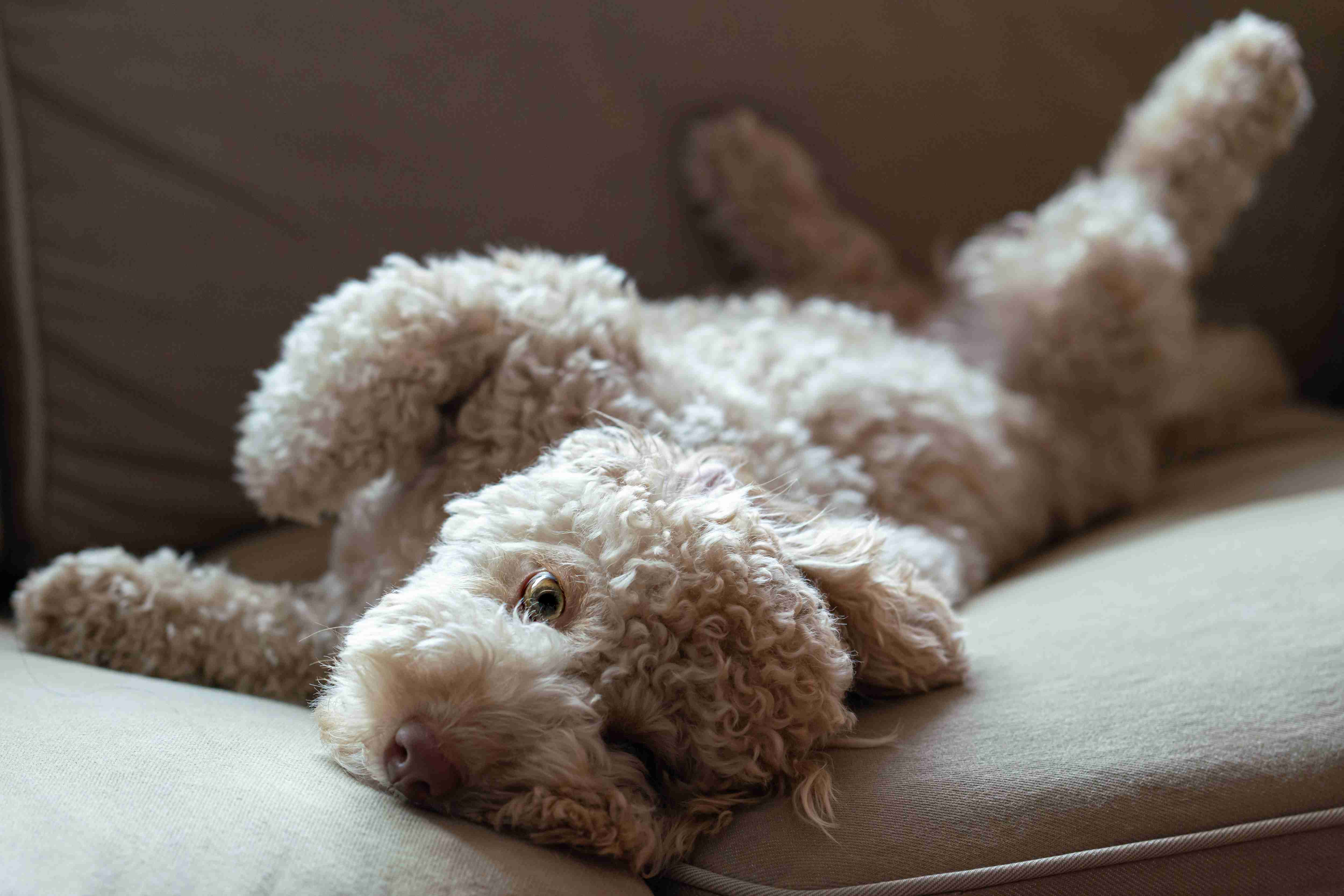 Can Poodles develop respiratory allergies, and what are the treatment options?