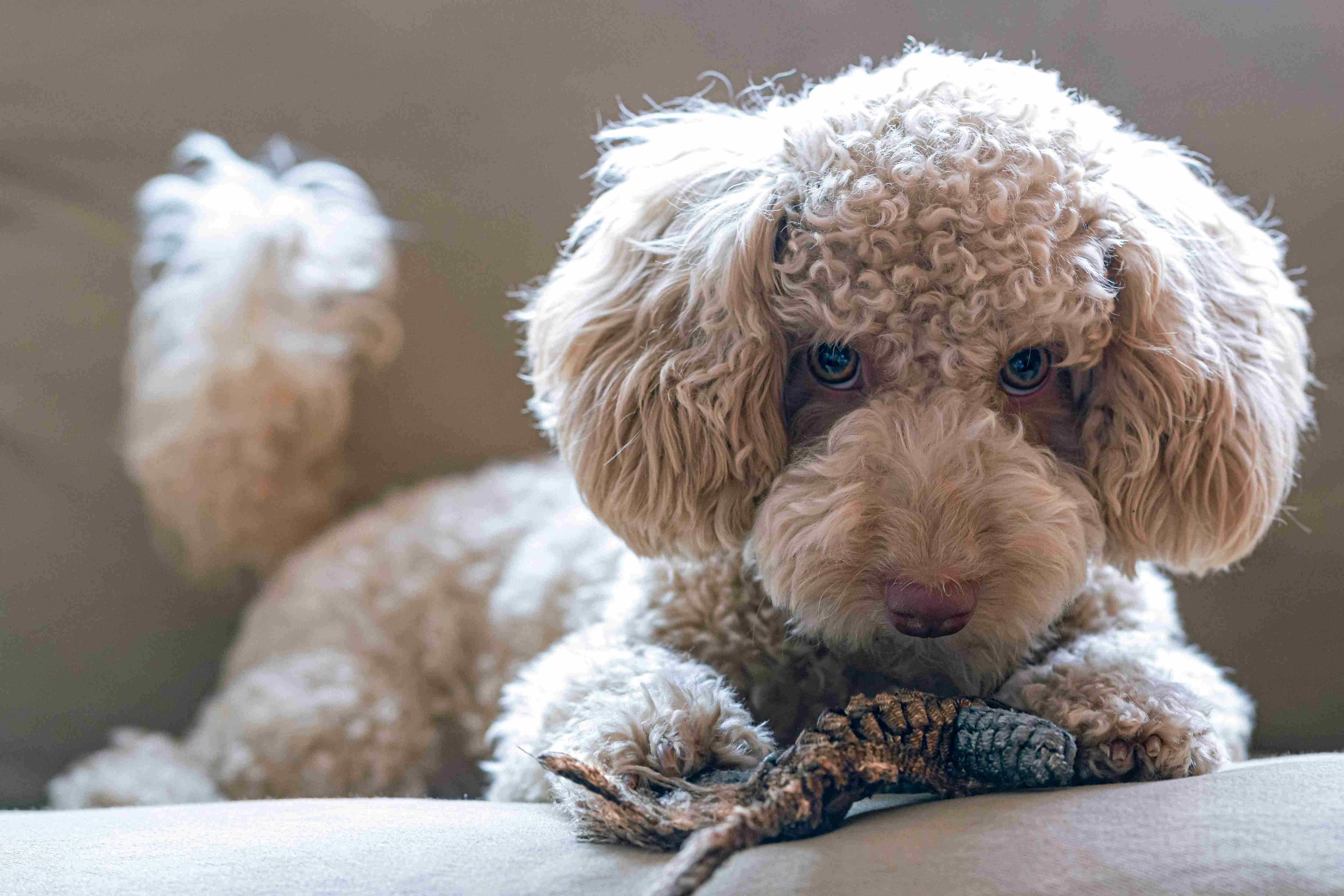Did you have any concerns or apprehensions during the first two weeks with your Poodle puppy?