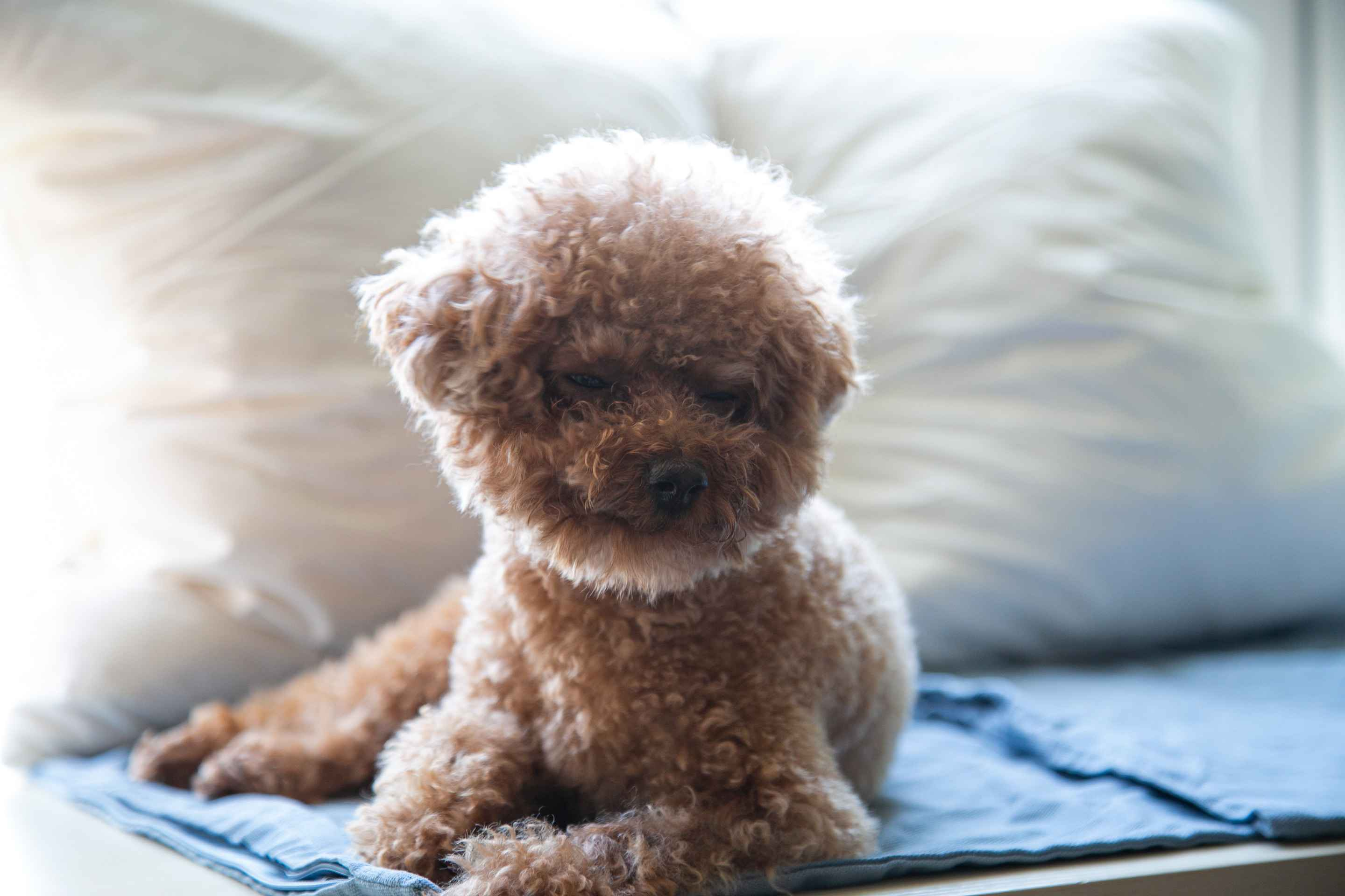 How can you create a safe and secure space for your Poodle puppy in your home?