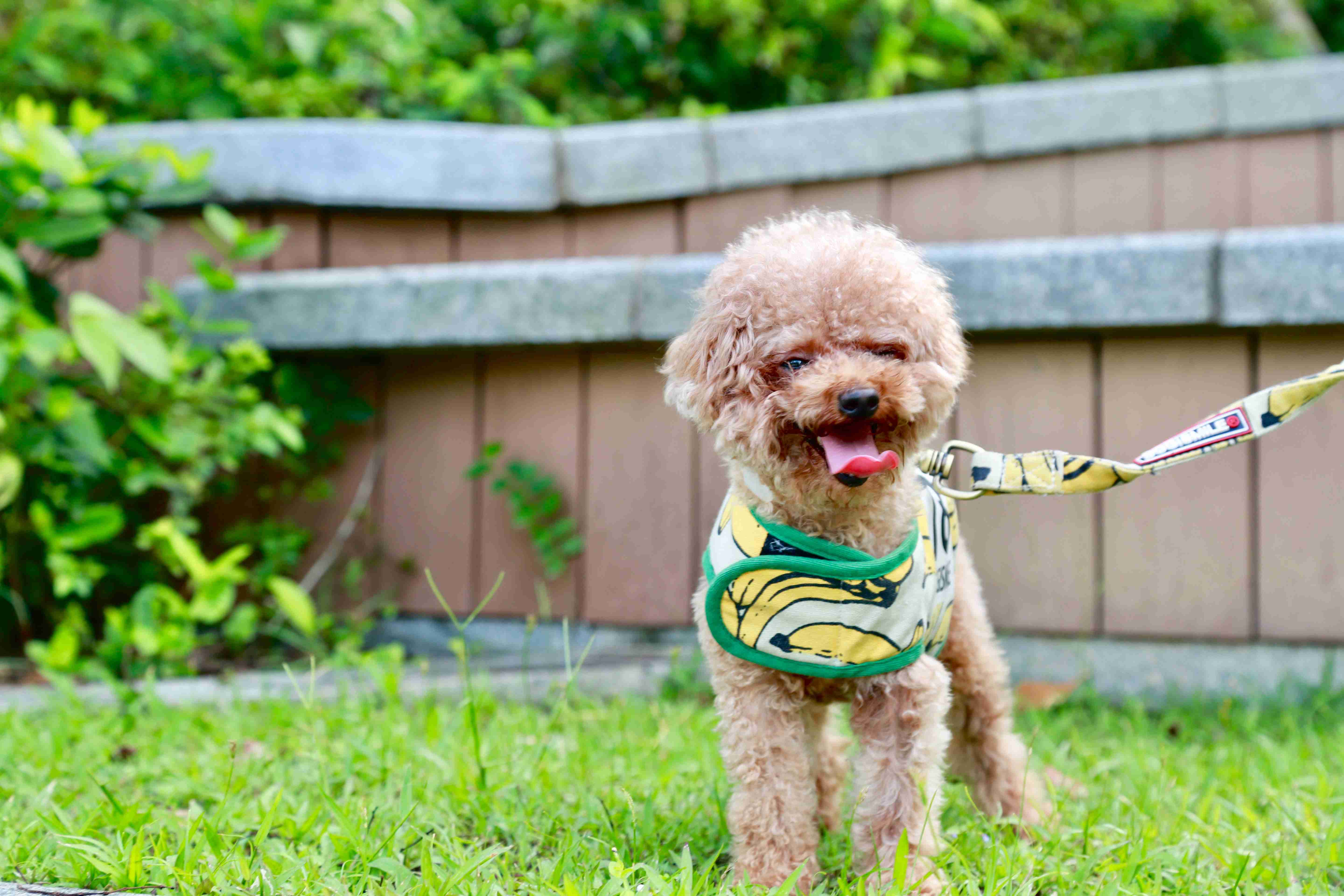 Did you encounter any challenges with teaching your Poodle puppy proper leash manners?