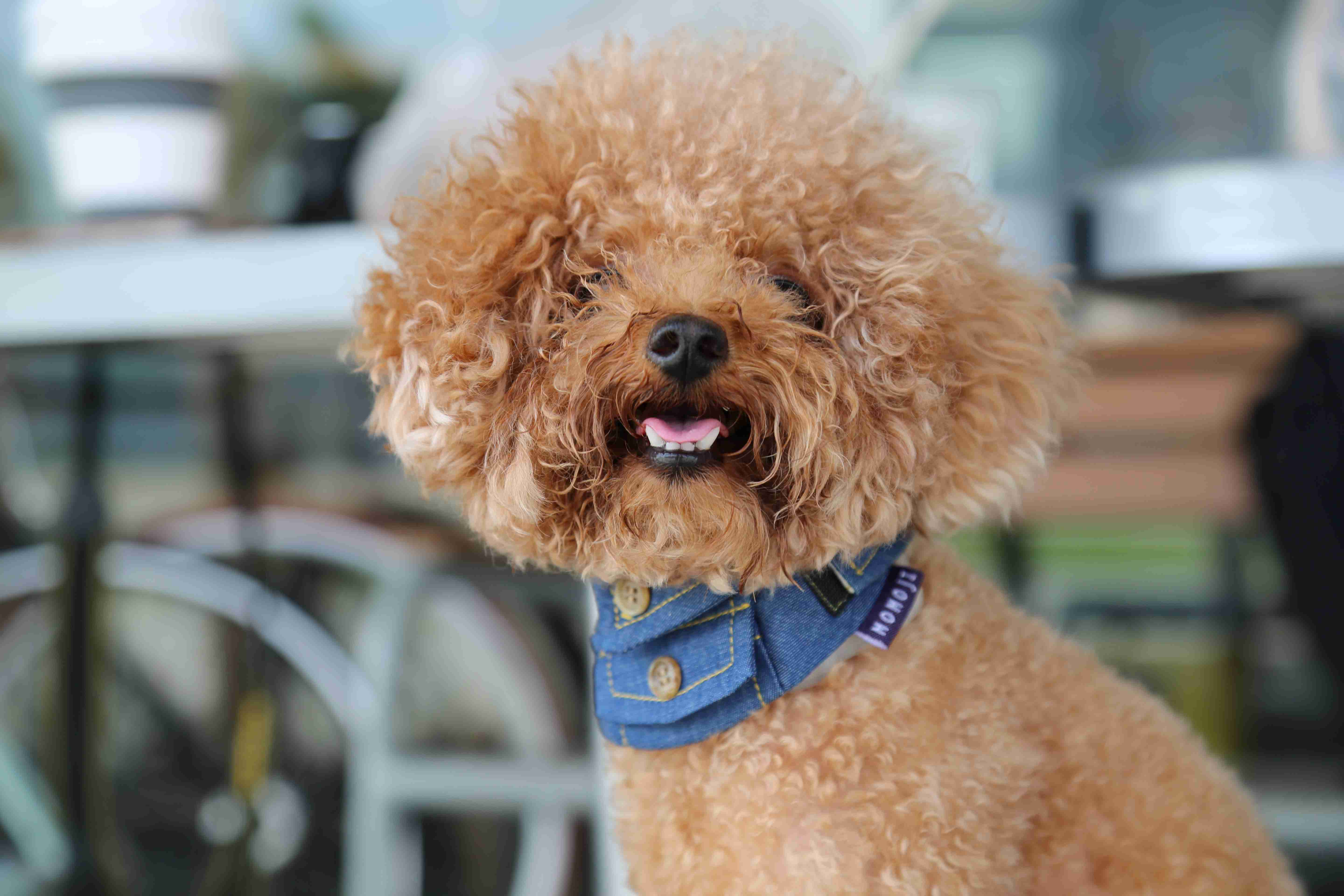 What should you do if your Poodle puppy shows signs of aggression towards other dogs or animals?