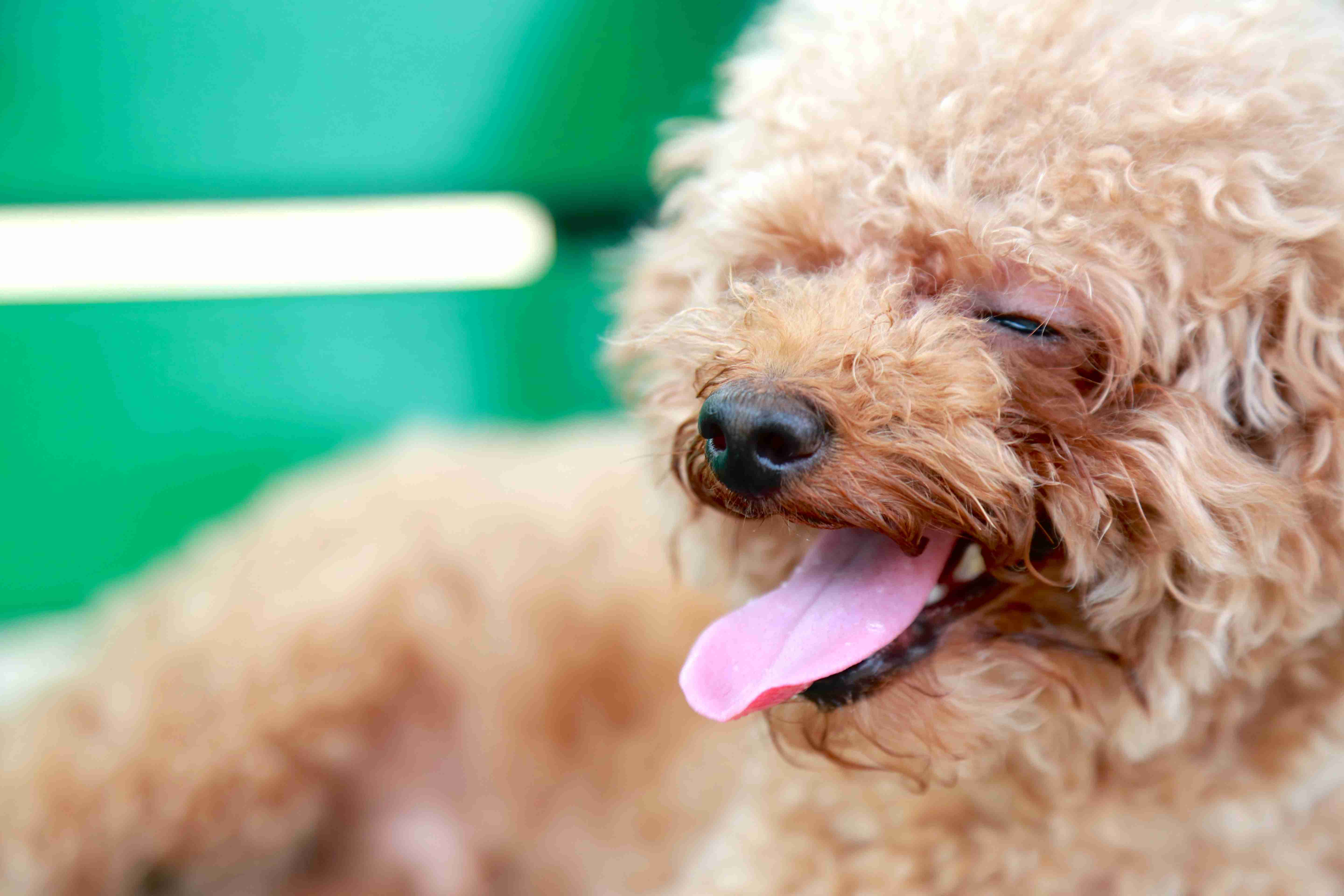 Did you encounter any difficulties with introducing your Poodle puppy to car rides or traveling?