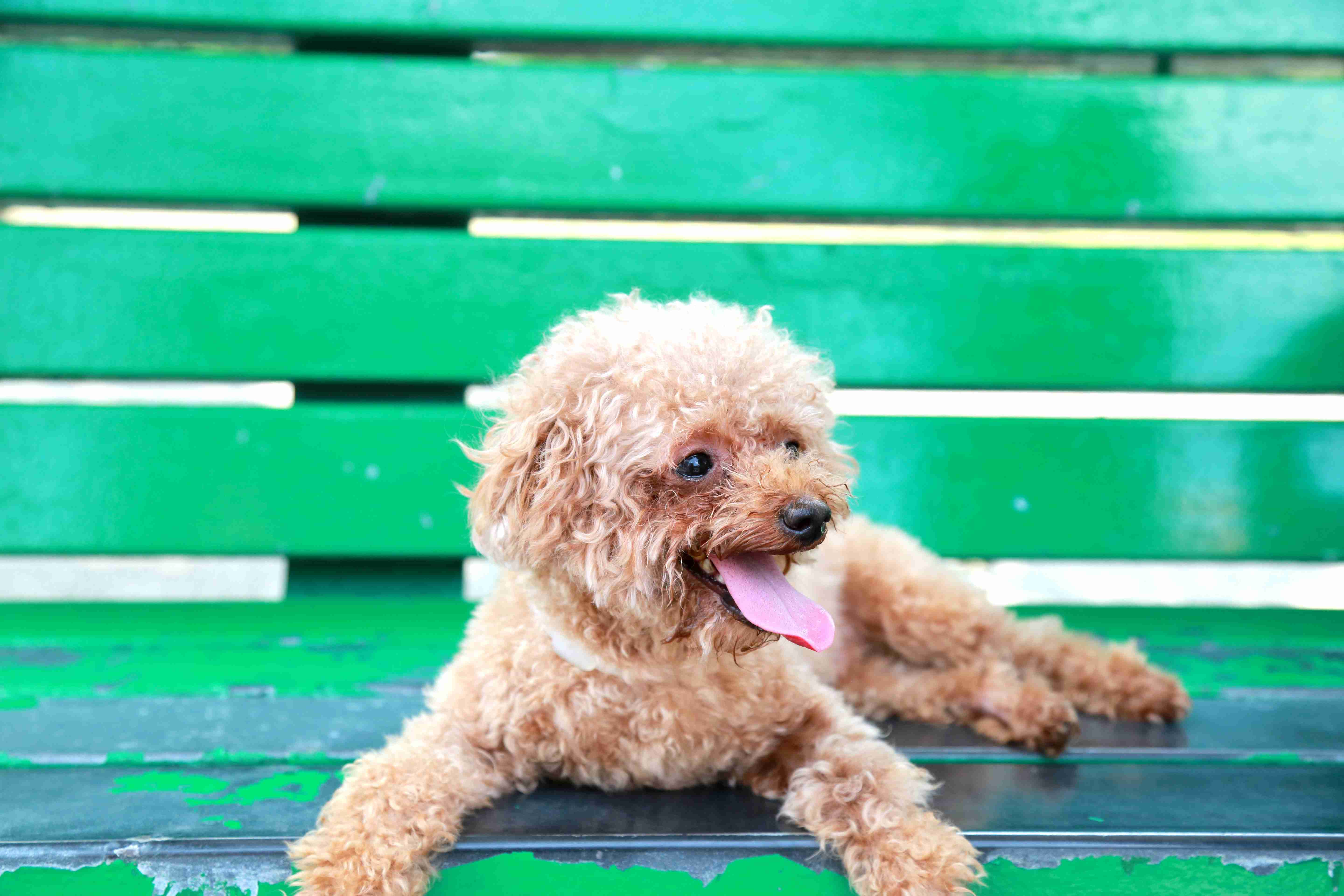 How did you handle any instances of jumping or excessive excitement in your Poodle puppy?