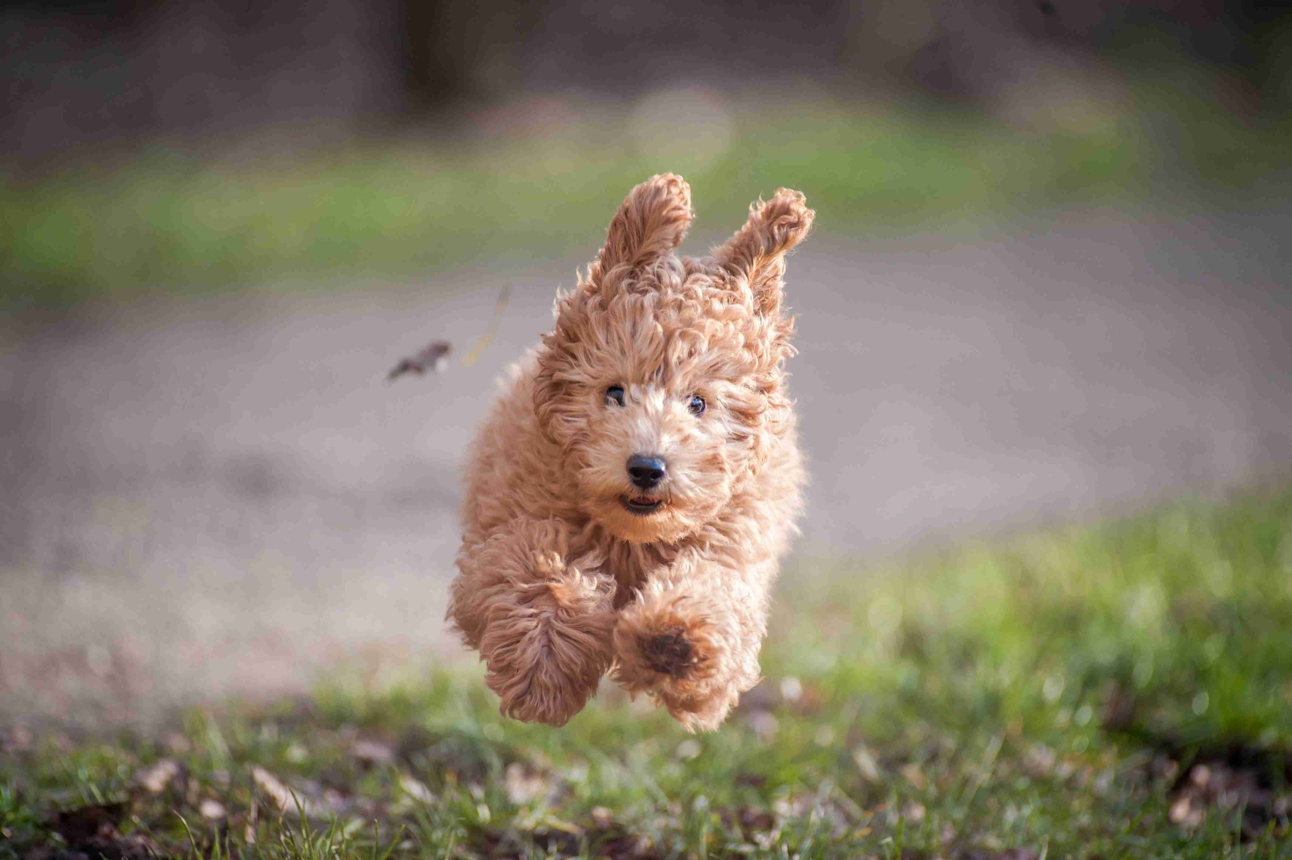 How can owners prevent and treat eye infections in Poodles?