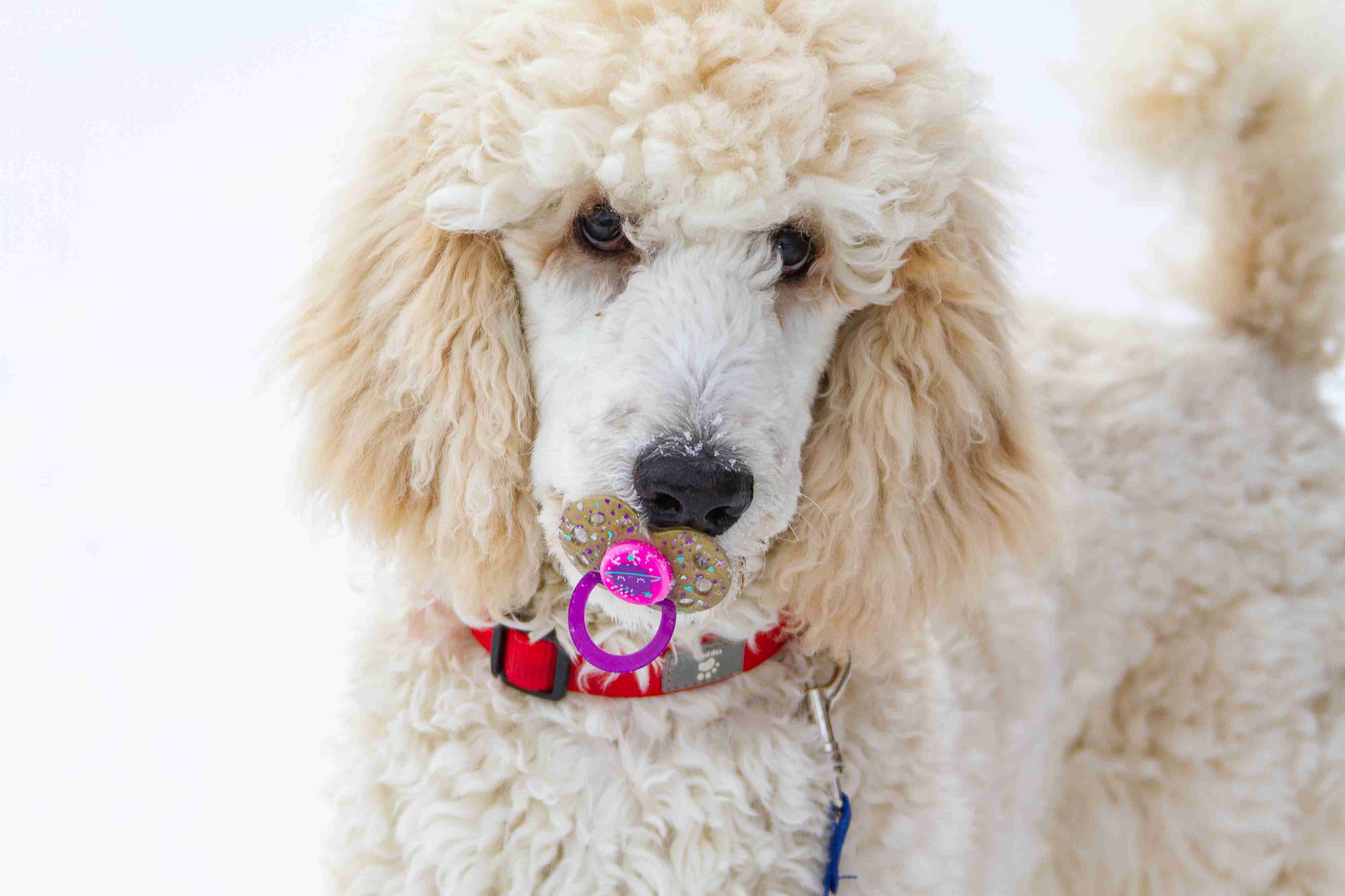 How did you handle any instances of food aggression or guarding from your Poodle puppy?