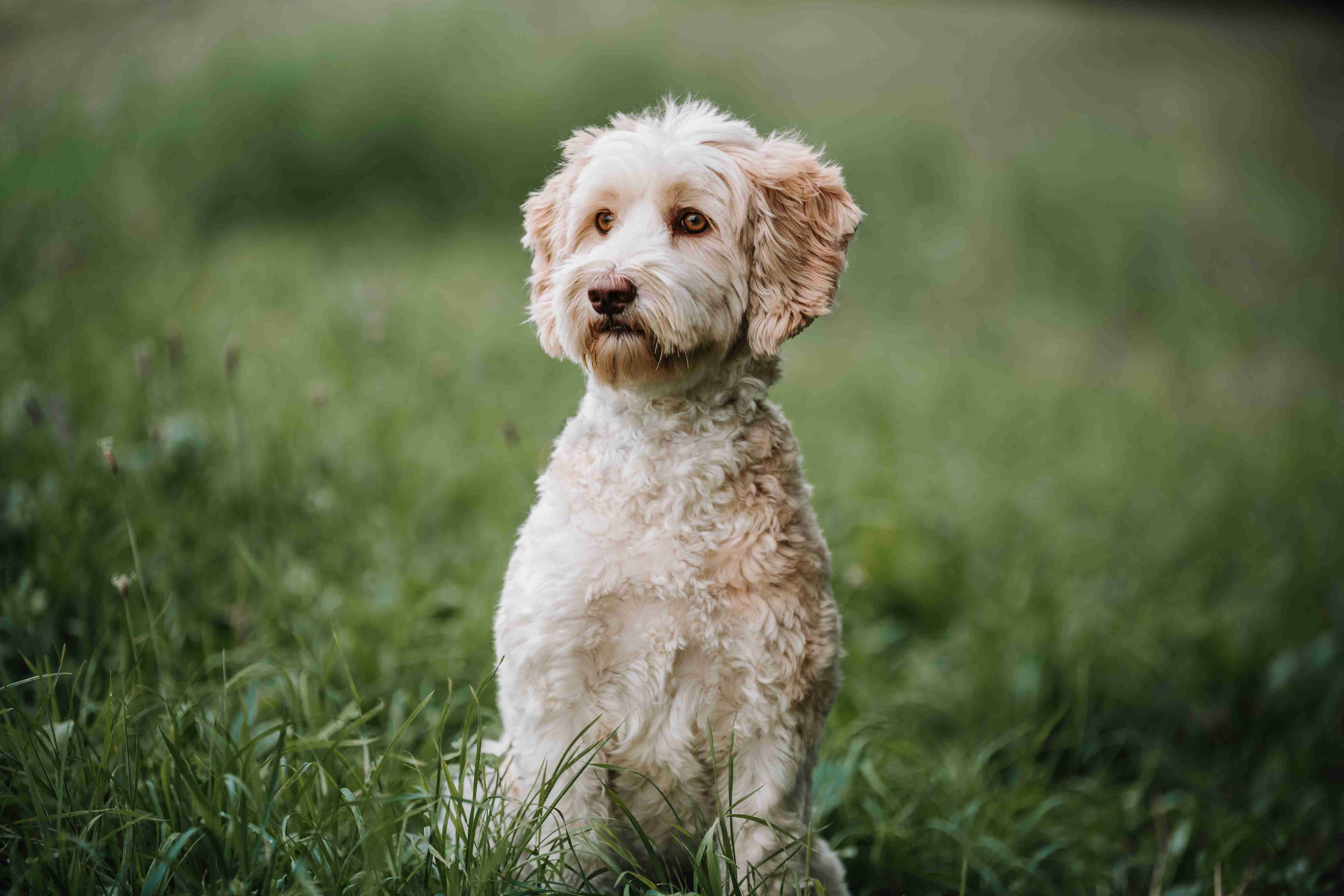 How can you help your Poodle puppy feel comfortable and secure when left alone?