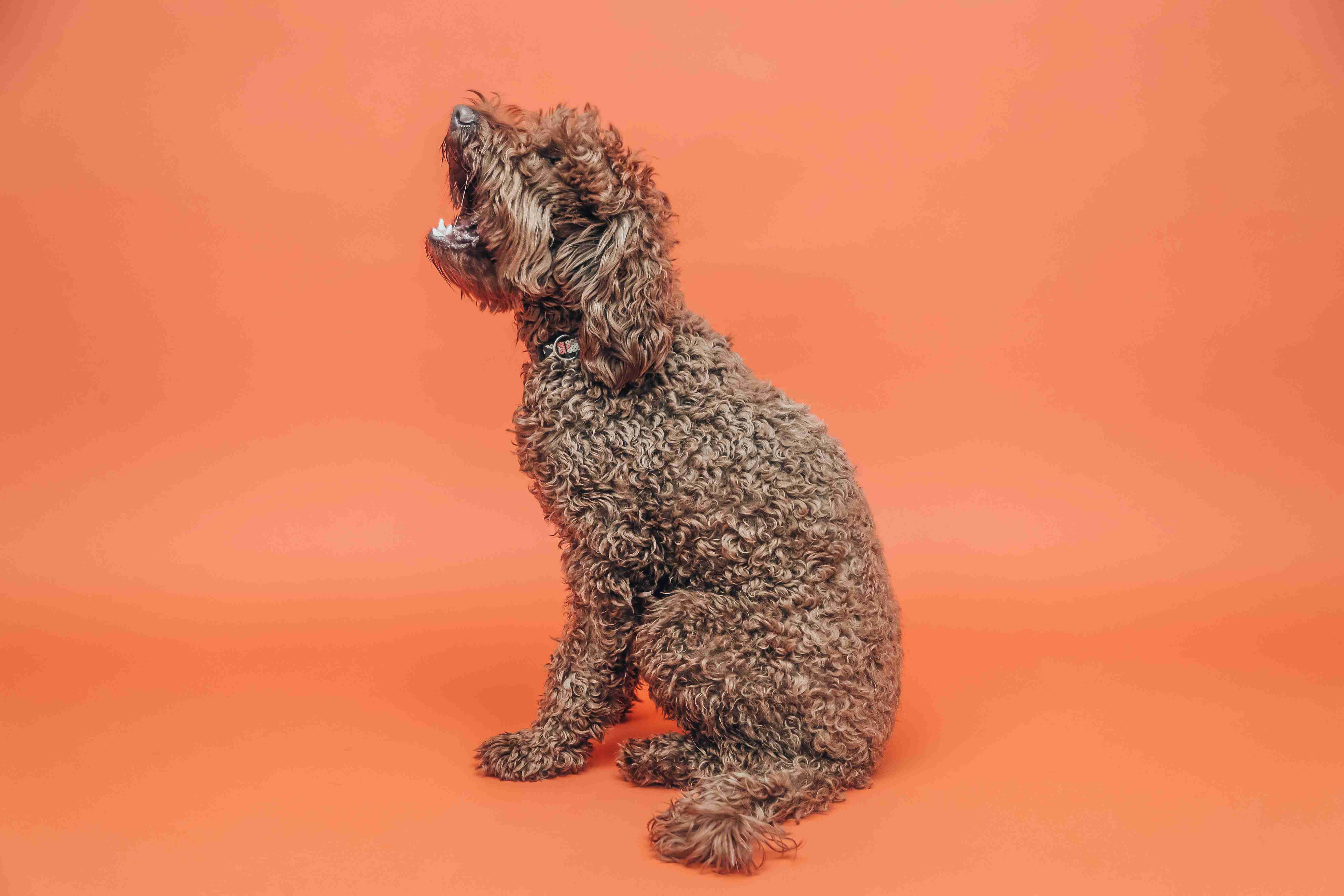How can you start basic obedience training with your Poodle puppy during the first two weeks?