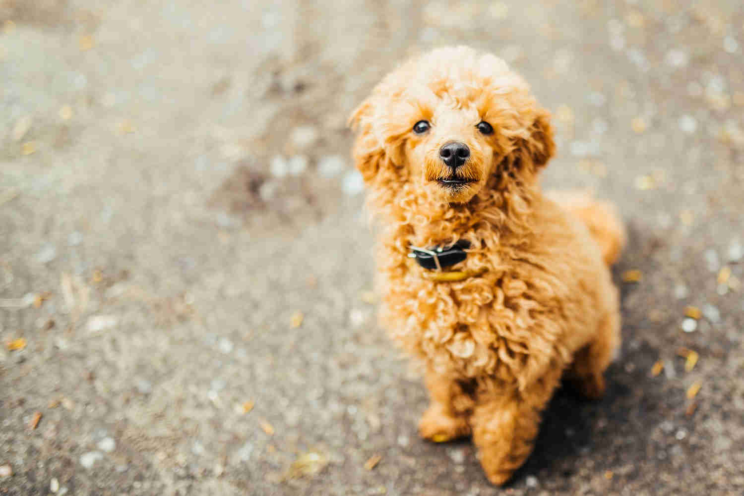 How should you handle the first few nights with your Poodle puppy?
