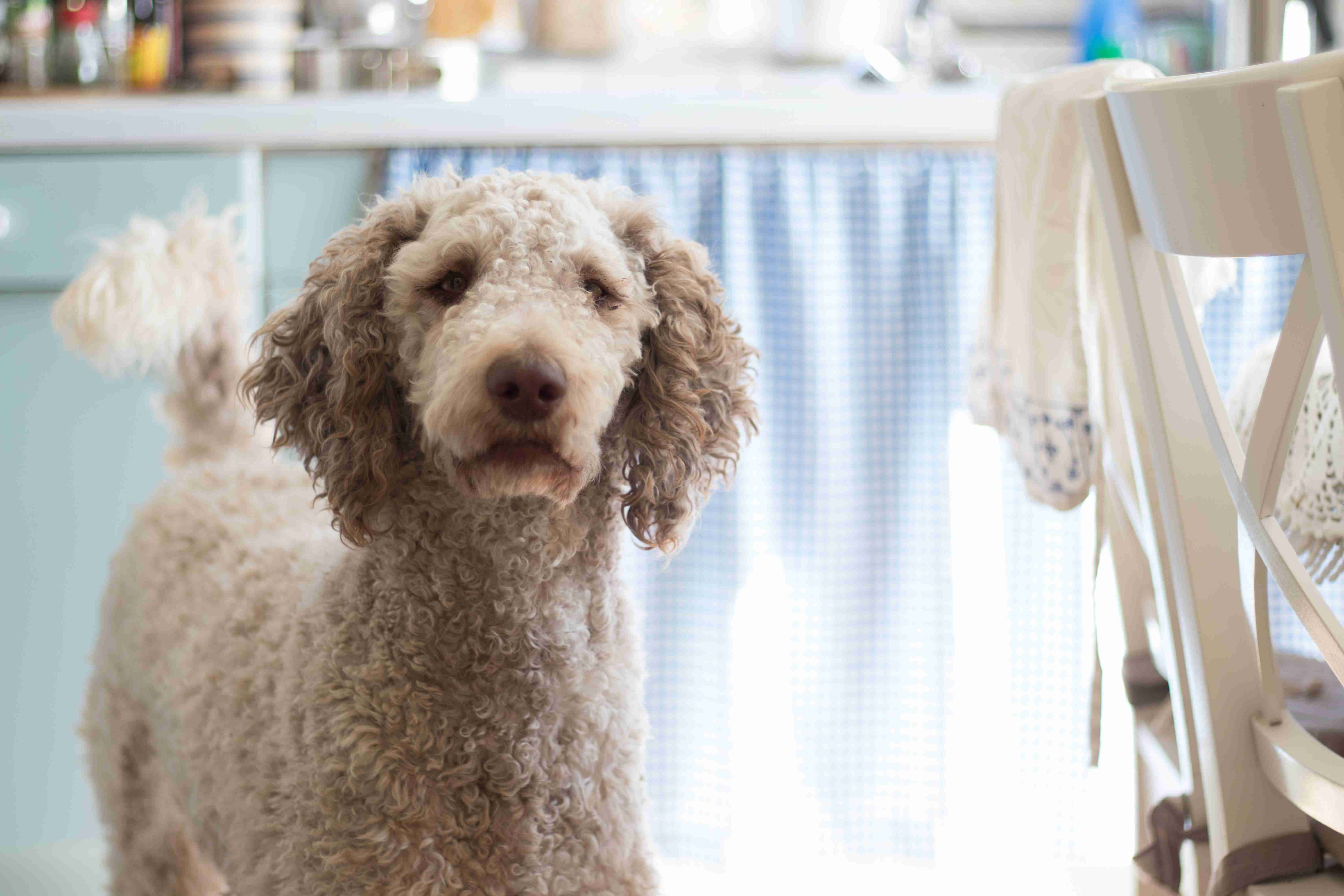 Can Poodles develop eye allergies, and how can they be managed?