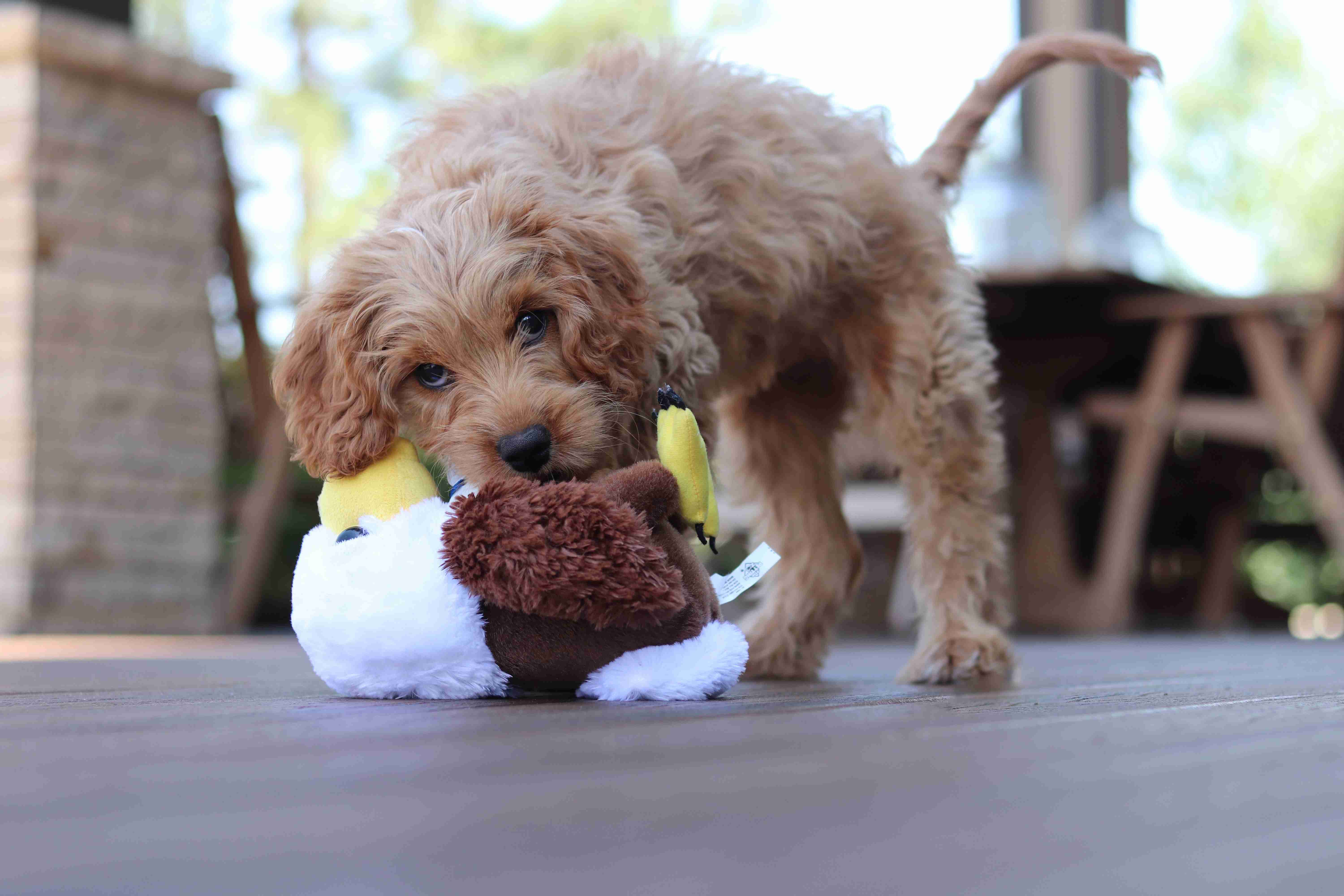 Did you encounter any difficulties with teaching your Poodle puppy to come when called?