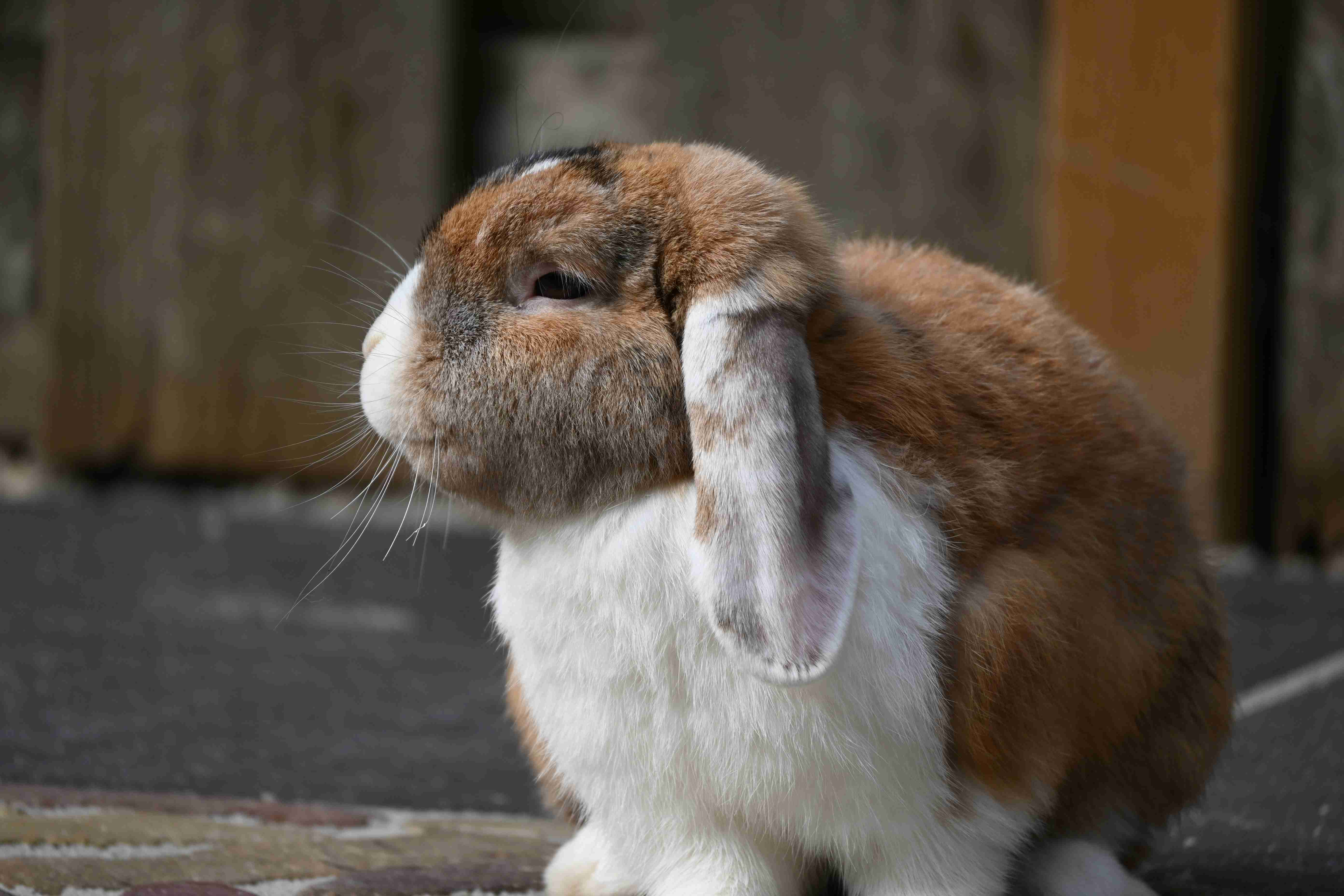 Rabbit Dental Health: Understanding the Risks of Dental Problems in Pet Rabbits