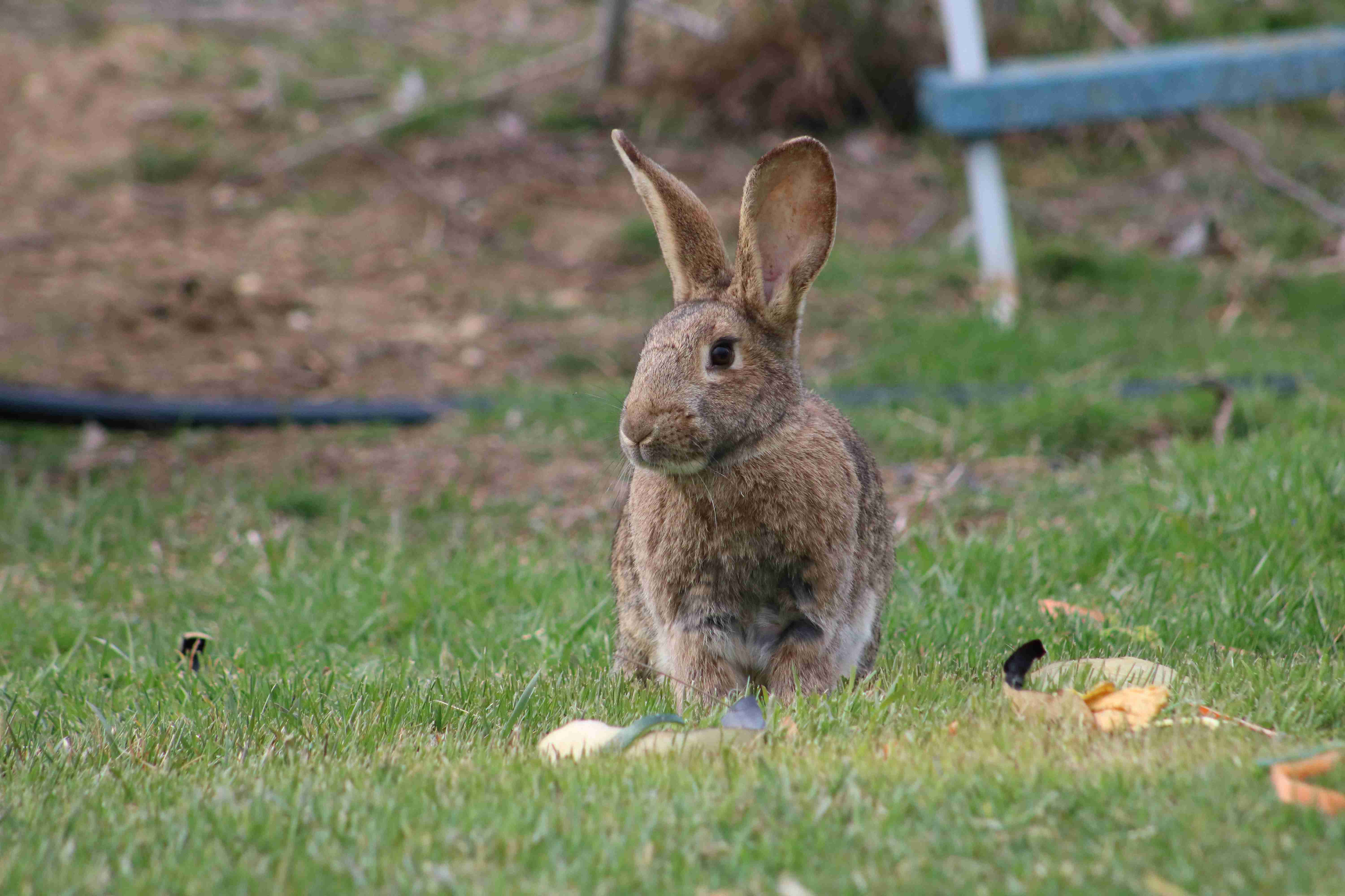 Managing Heart Disease in Pet Rabbits: Your Ultimate Guide