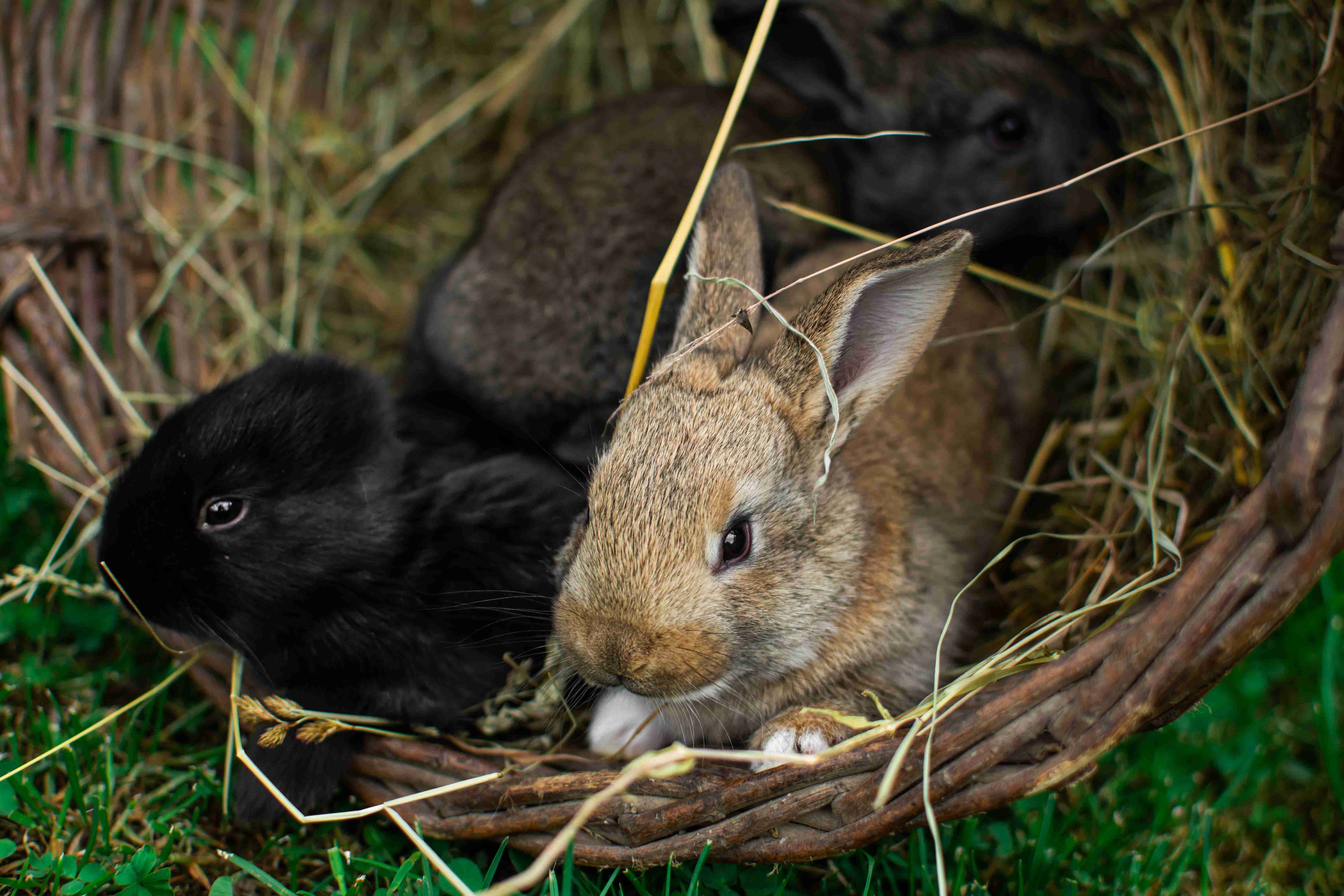 Training Your Rabbit: Can You Teach Them to Come When Called?