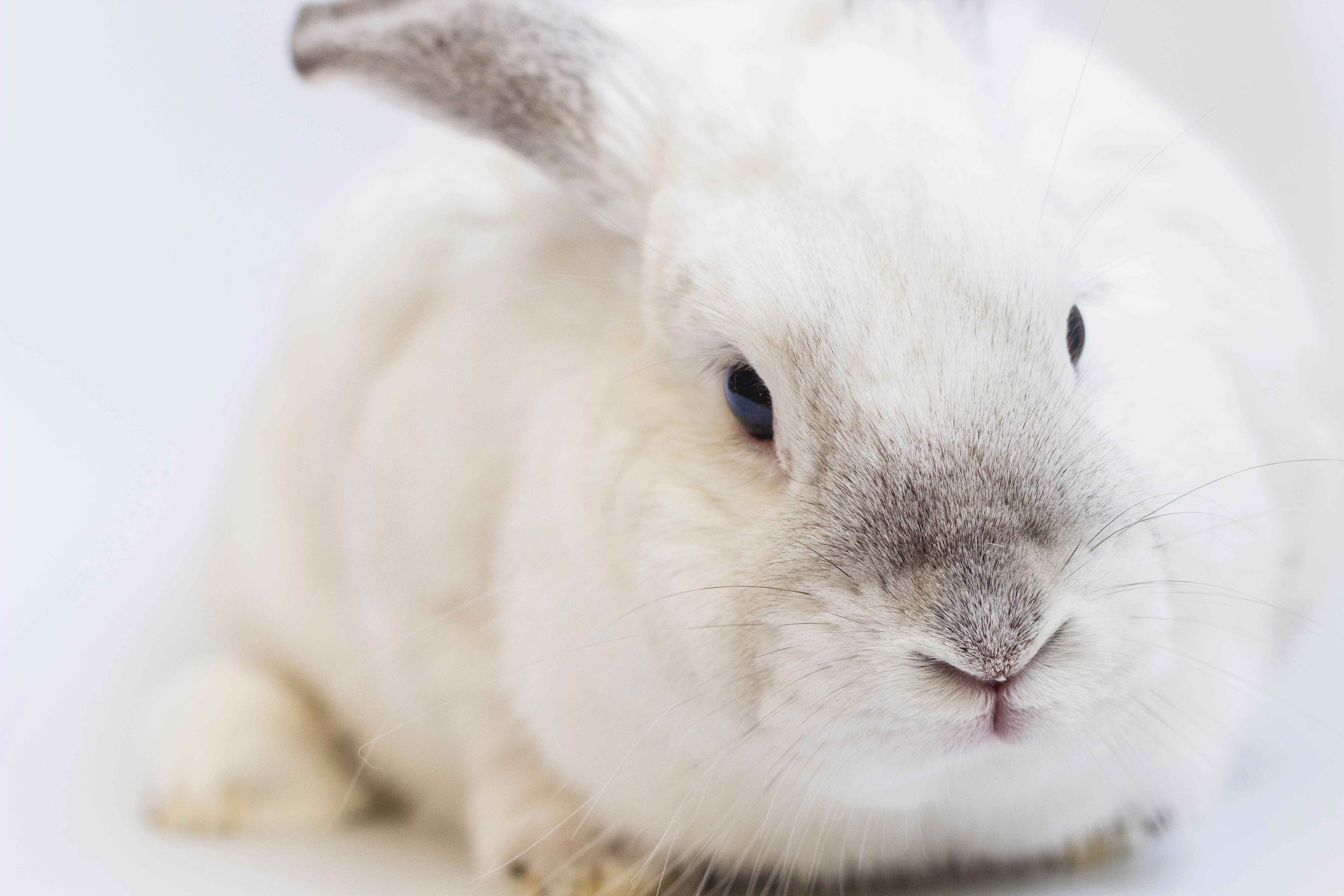 Rabbit Health Warning: The Dangers of High Calcium Diets for Bunnies