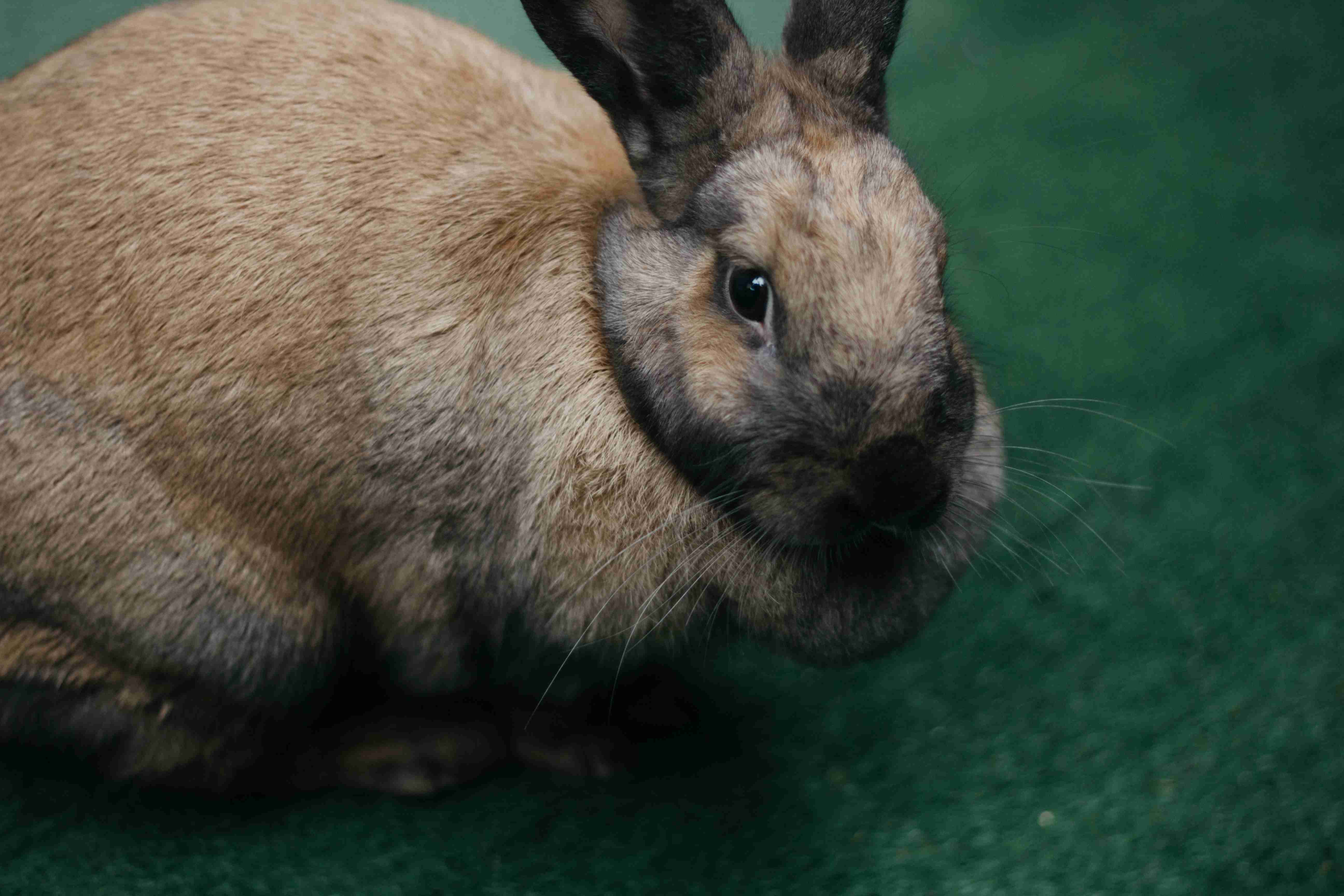 Identifying Broken Bones in Rabbits: Common Symptoms to Look Out For