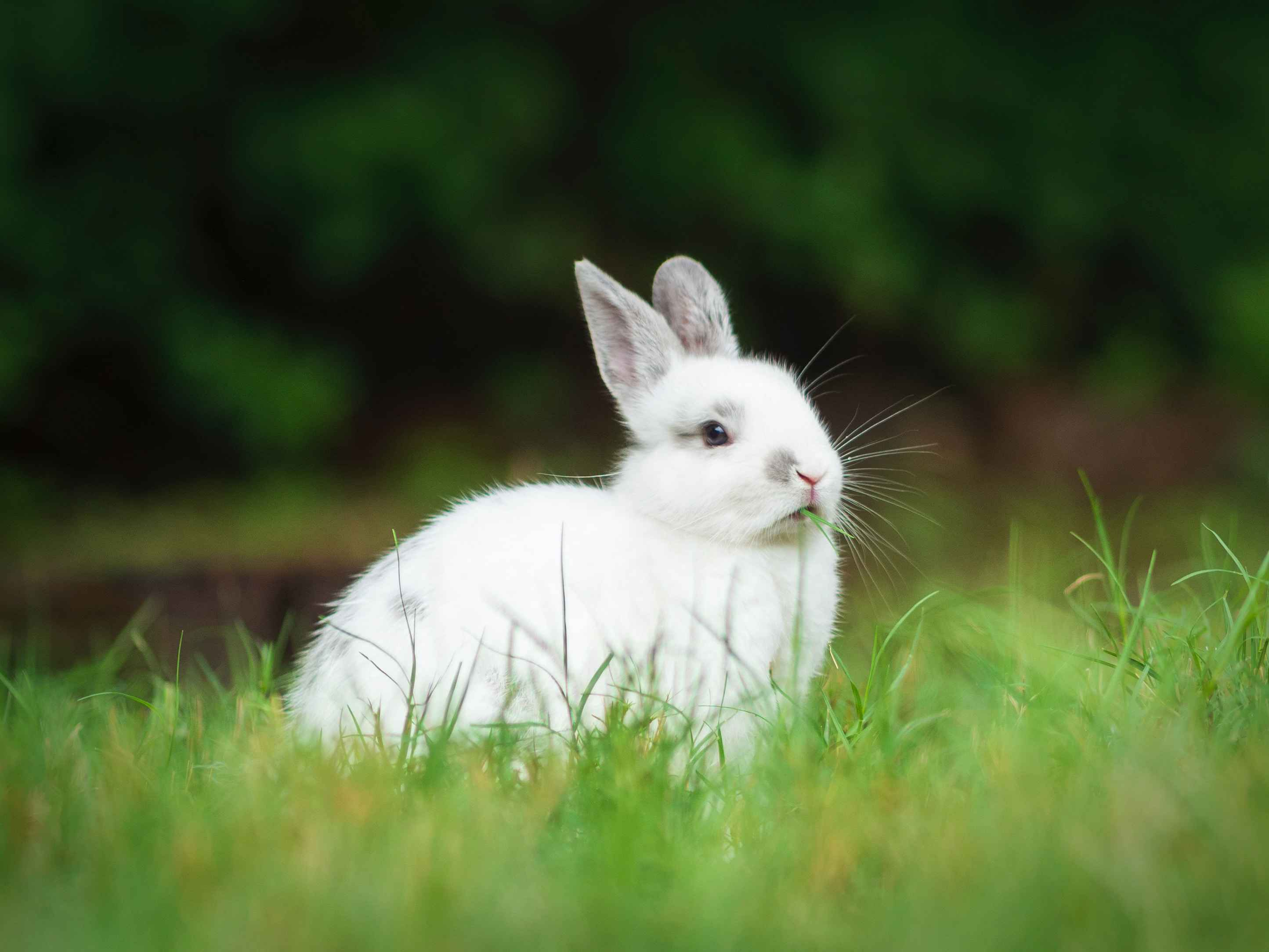 Signs of Rabbit Stress: How to Recognize and Address Them