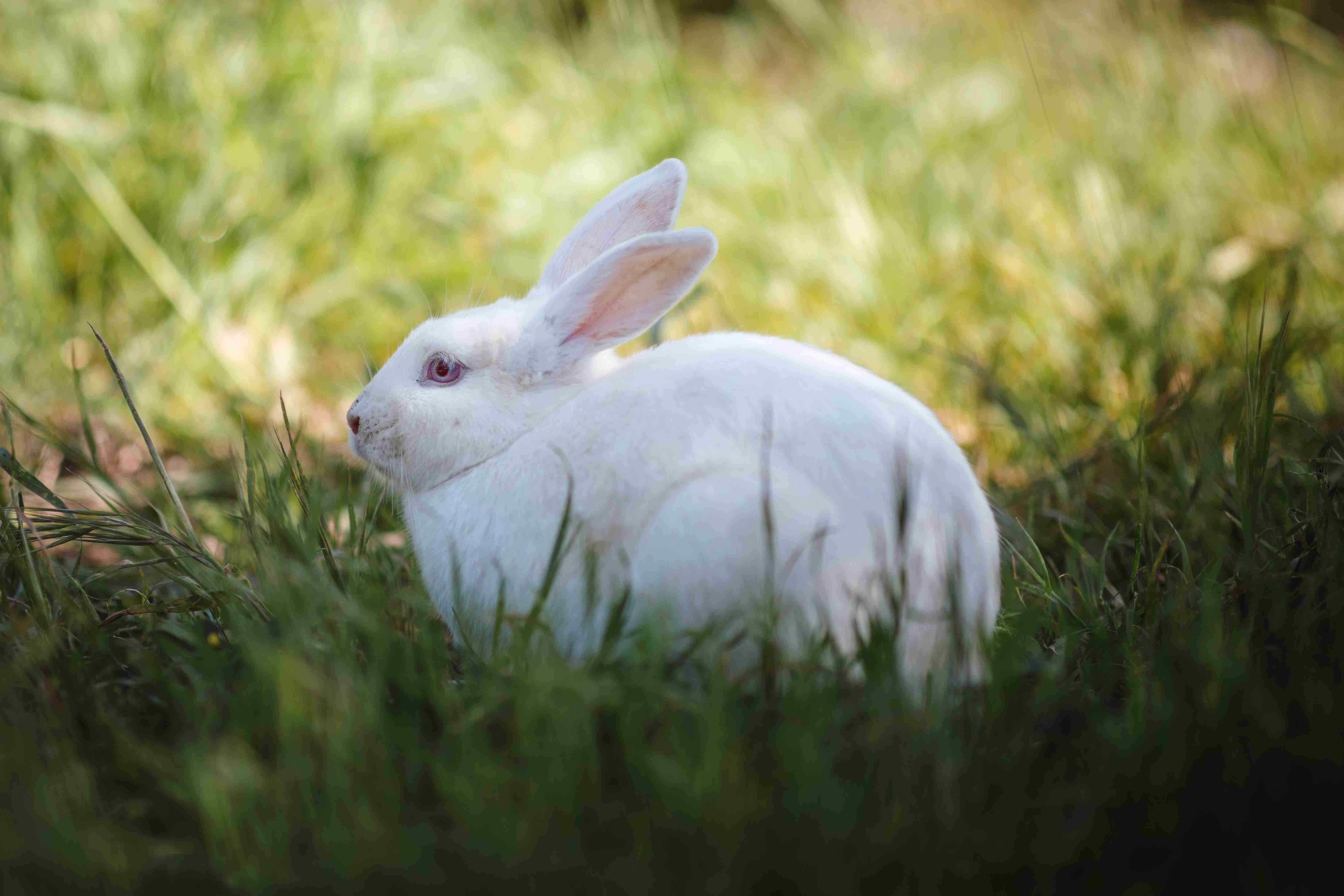 Expert Tips for Safely Handling Scared or Aggressive Rabbits