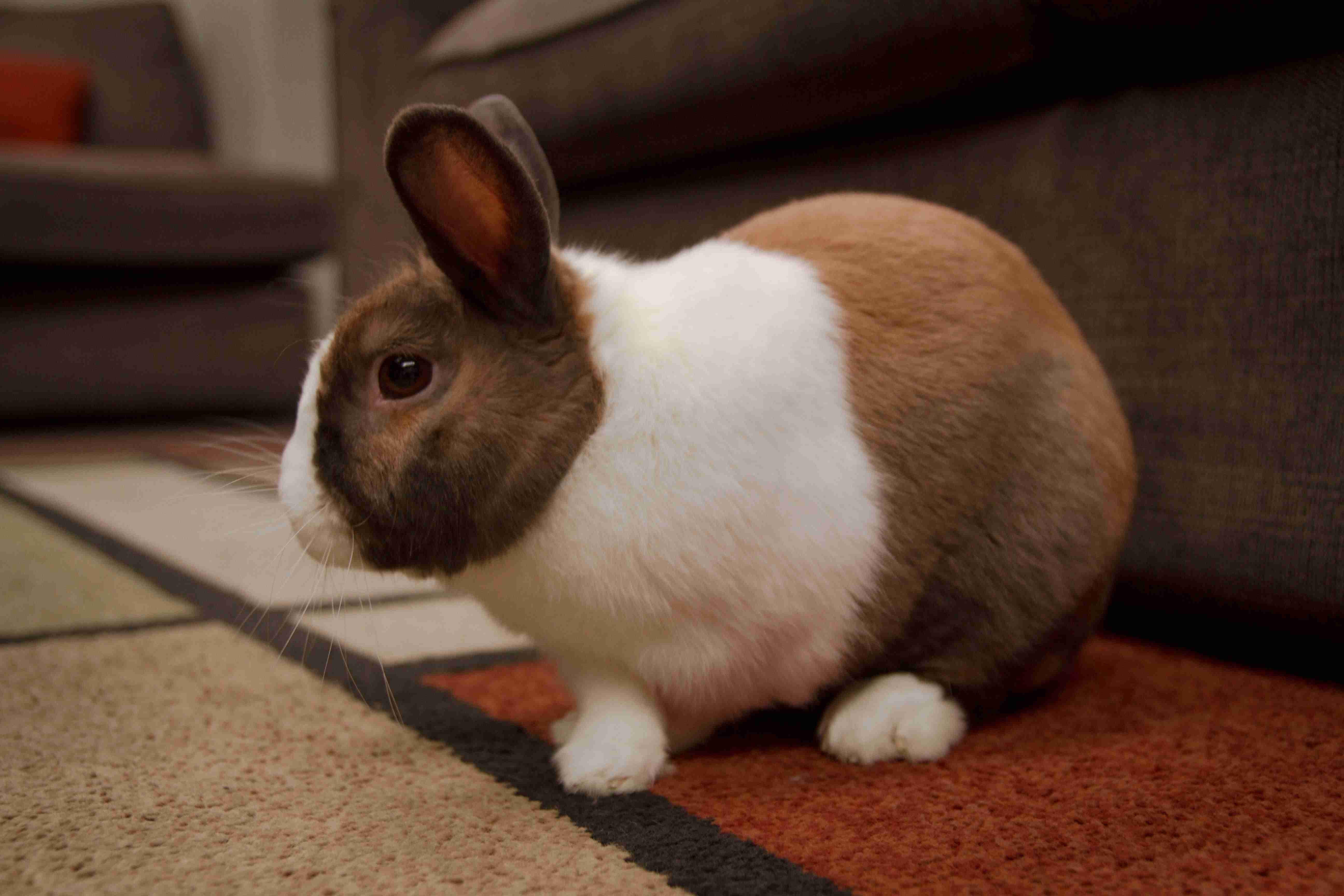 Rabbit Health 101: Exploring the Risk of Cancer in Pet Bunnies
