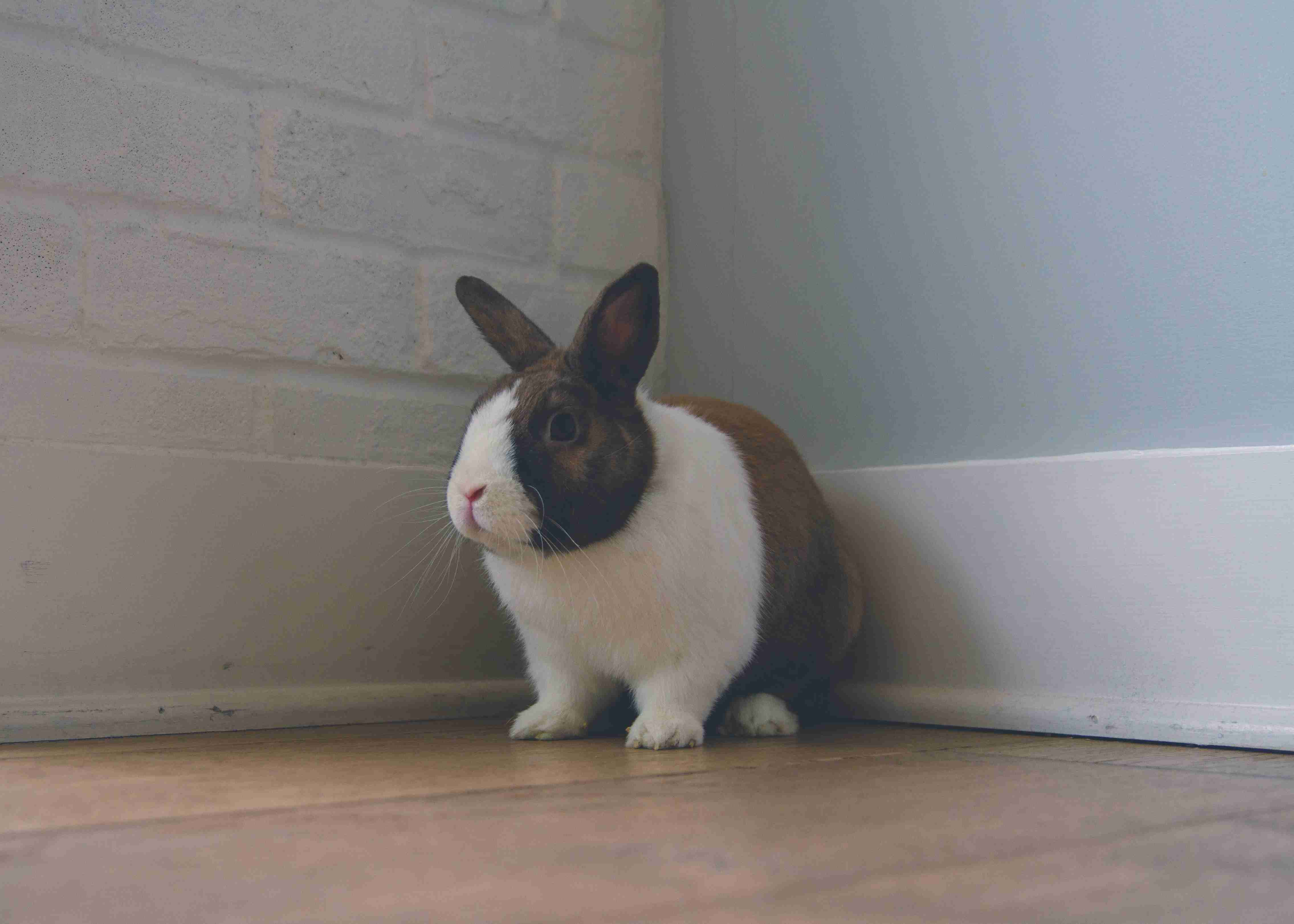10 Fun and Safe Household Items for Rabbits to Play With